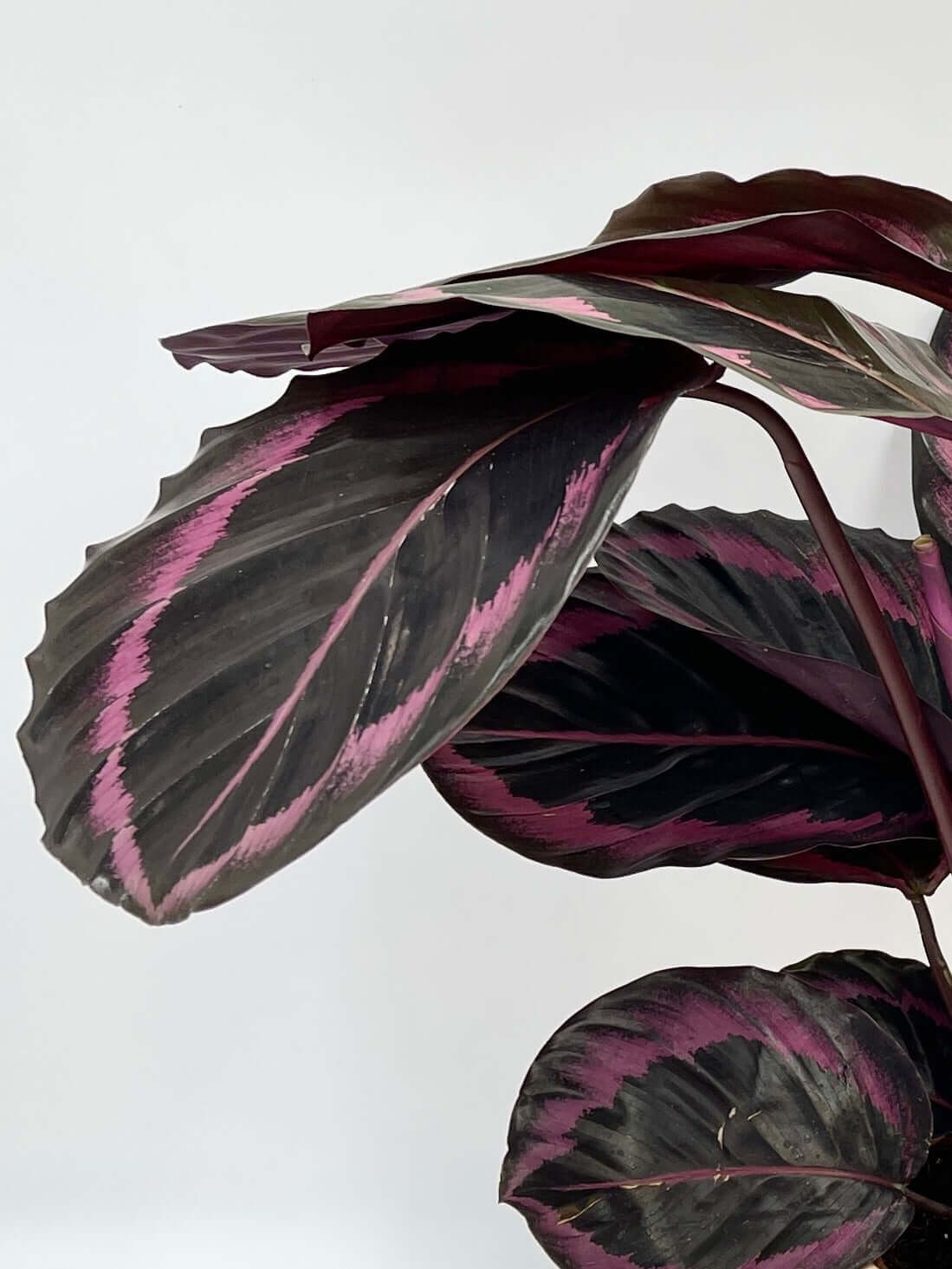 Calathea Roseoptica Dottie, Prayer Plant, Pet Safe Houseplants
