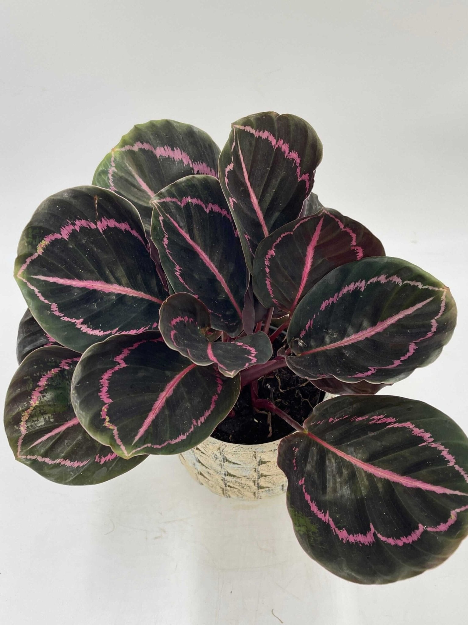 Calathea Roseoptica Dottie, Prayer Plant, Pet Safe Houseplants