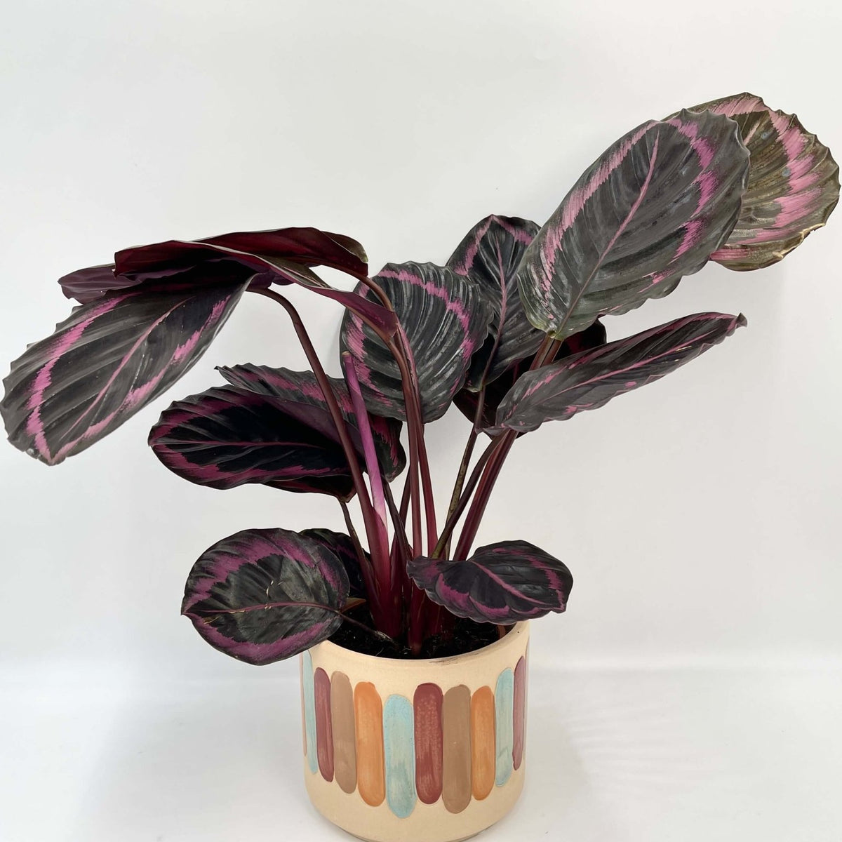 prayer plant dottie Calathea Roseoptica Dottie, Prayer Plant