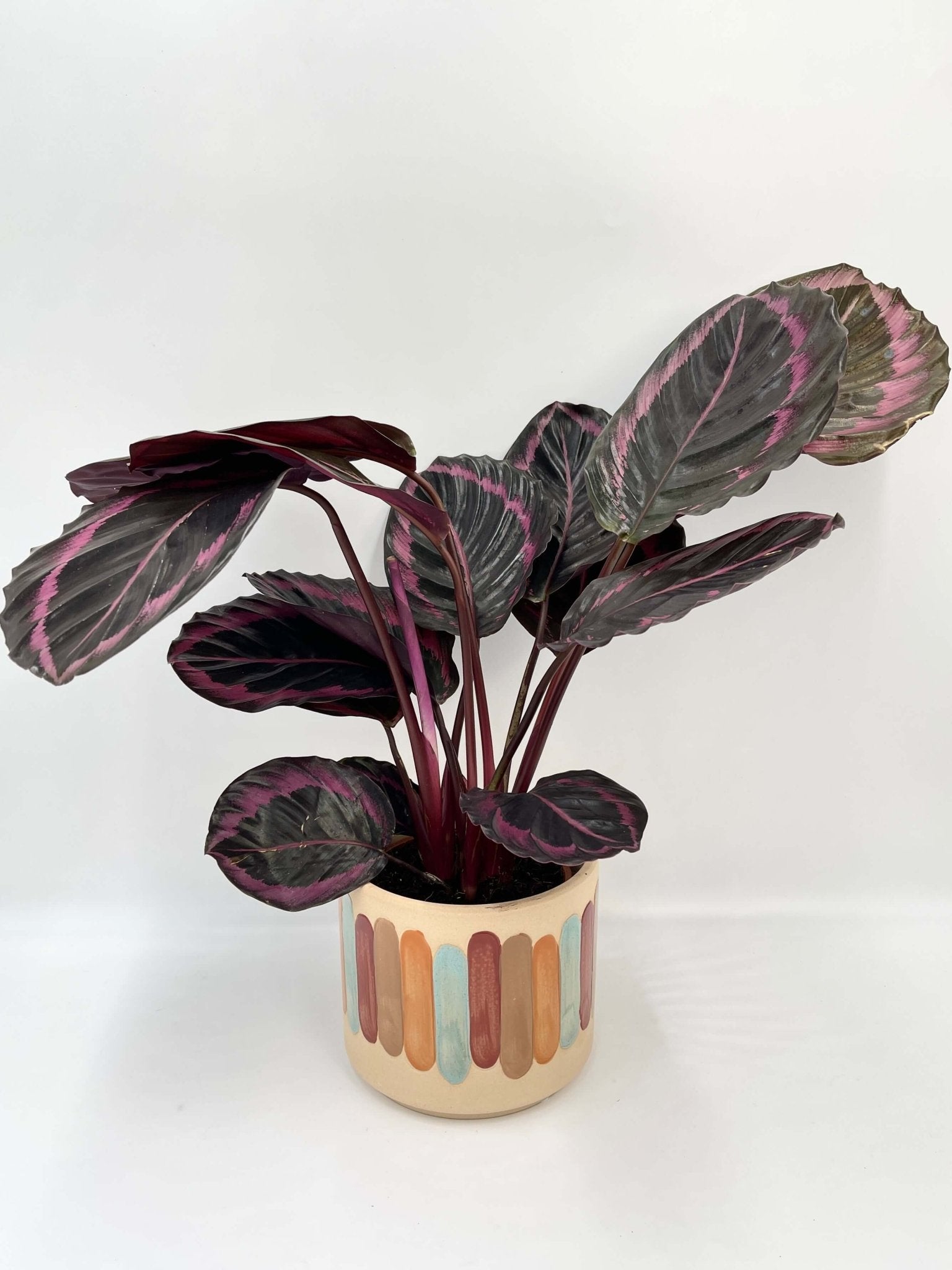 Calathea Roseoptica Dottie, Prayer Plant, Pet Safe Houseplants