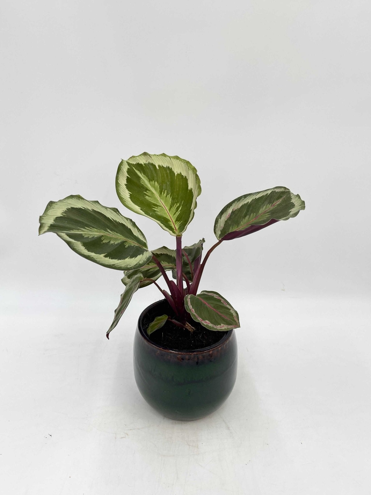 Calathea Roseopicta Marion, Prayer Plant
