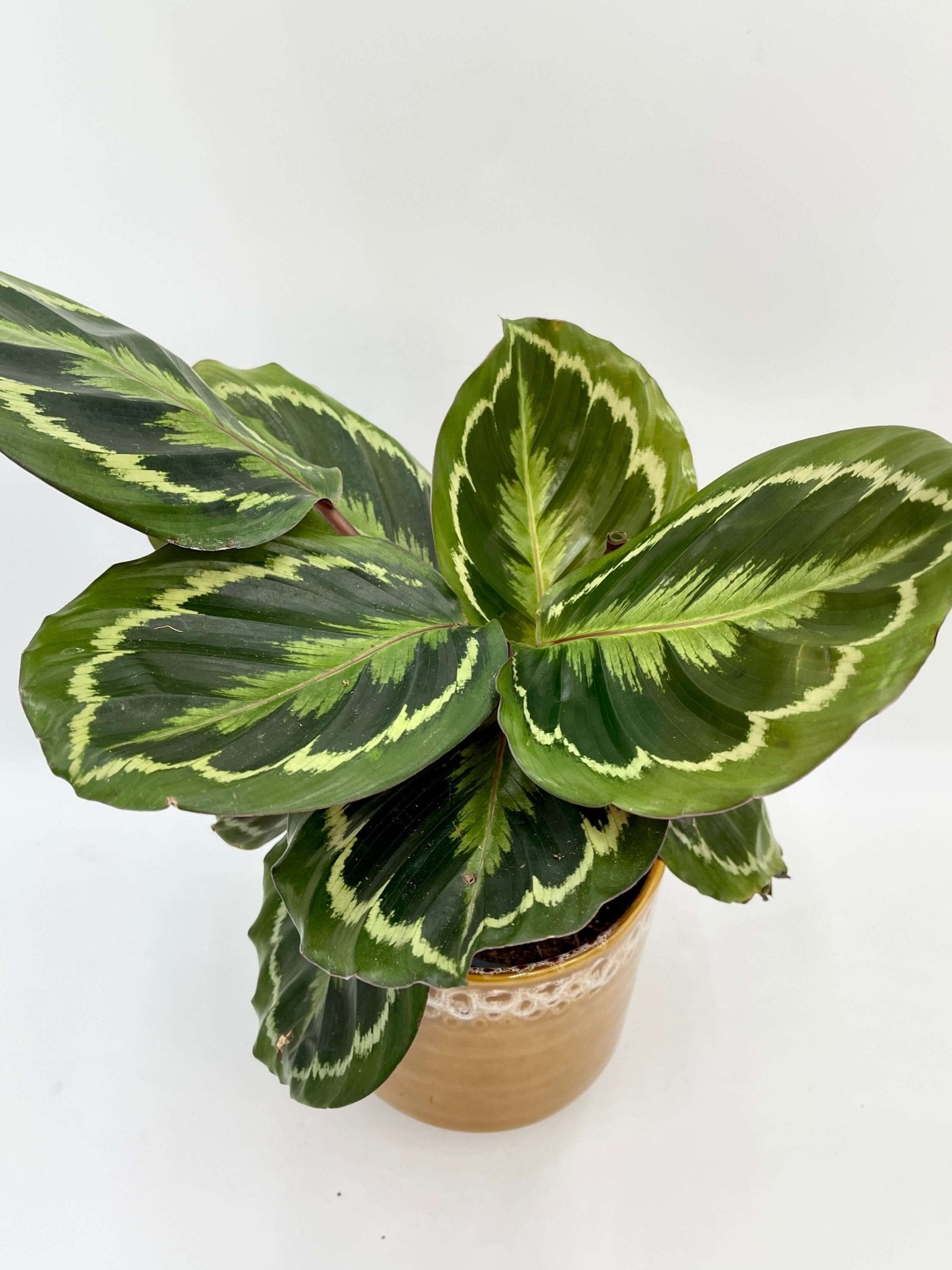 Calathea Roseopicta Medallion - Prayer Plant - Pet Safe Houseplants
