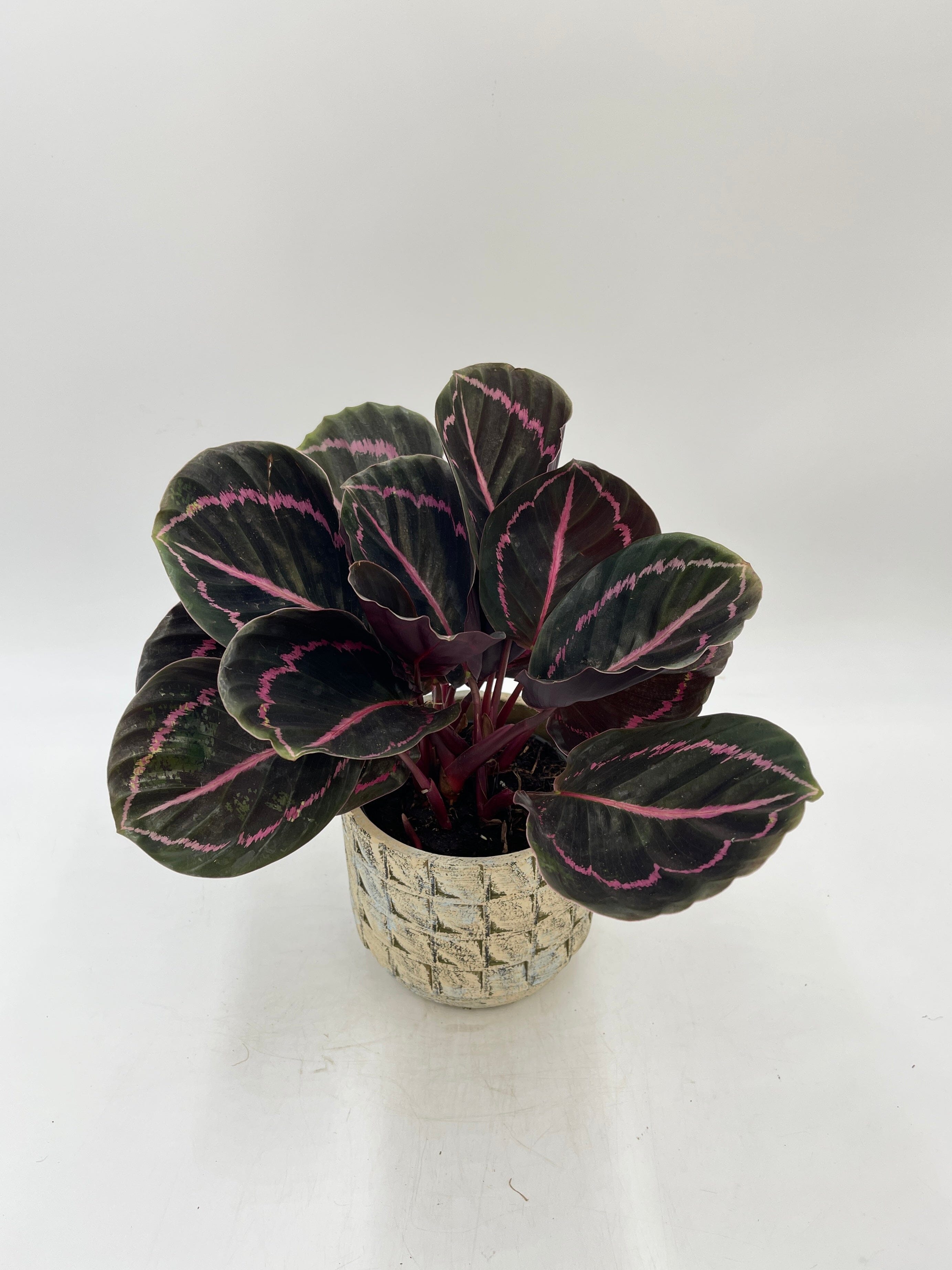 Calathea Roseoptica Dottie