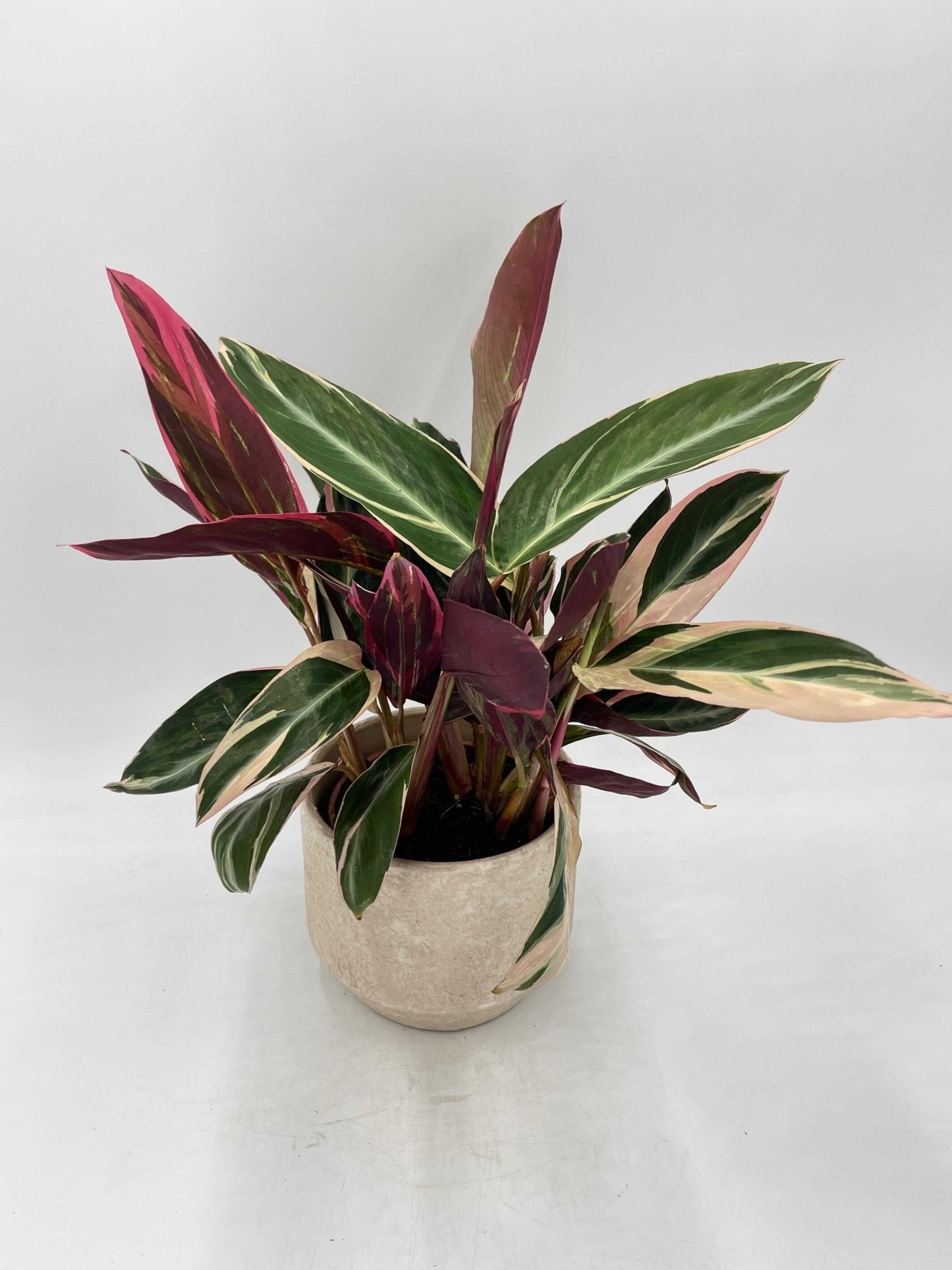 Calathea Stromanthe Triostar, 14cm Pot, Pet Safe Houseplant, Variegated Prayer Plants