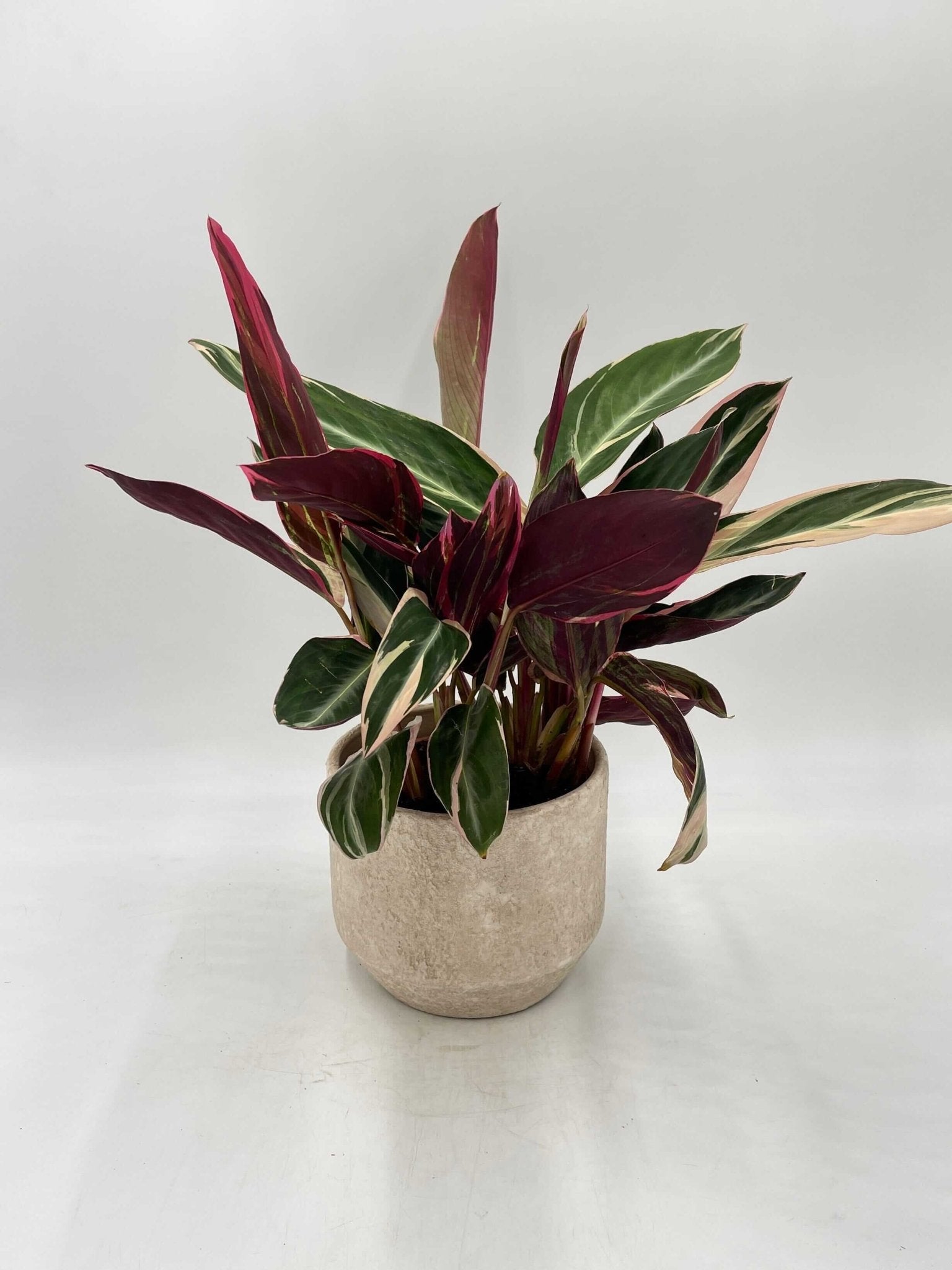 Calathea Stromanthe Triostar, 14cm Pot, Pet Safe Houseplant, Variegated Prayer Plants