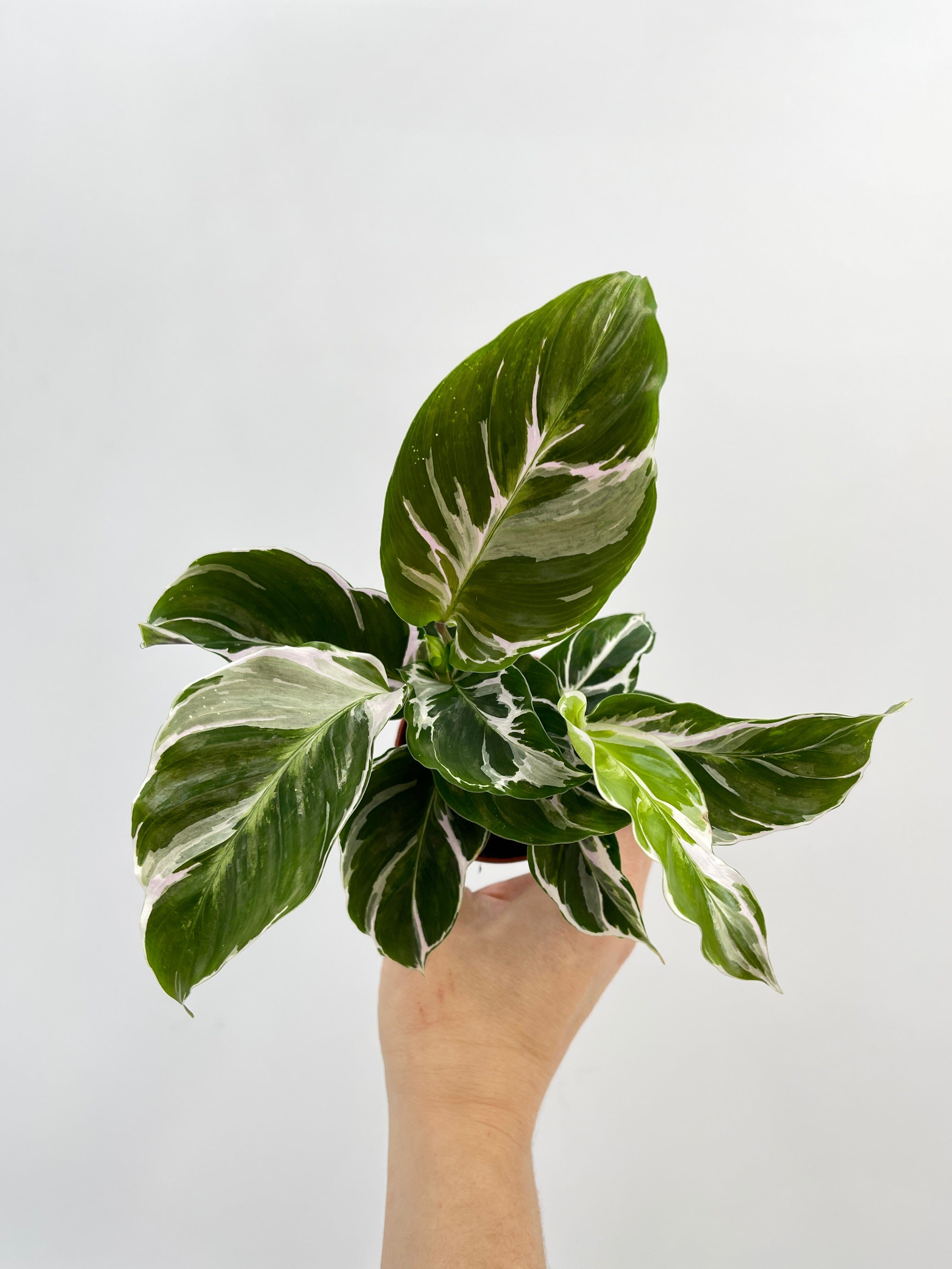 Calathea White Fusion