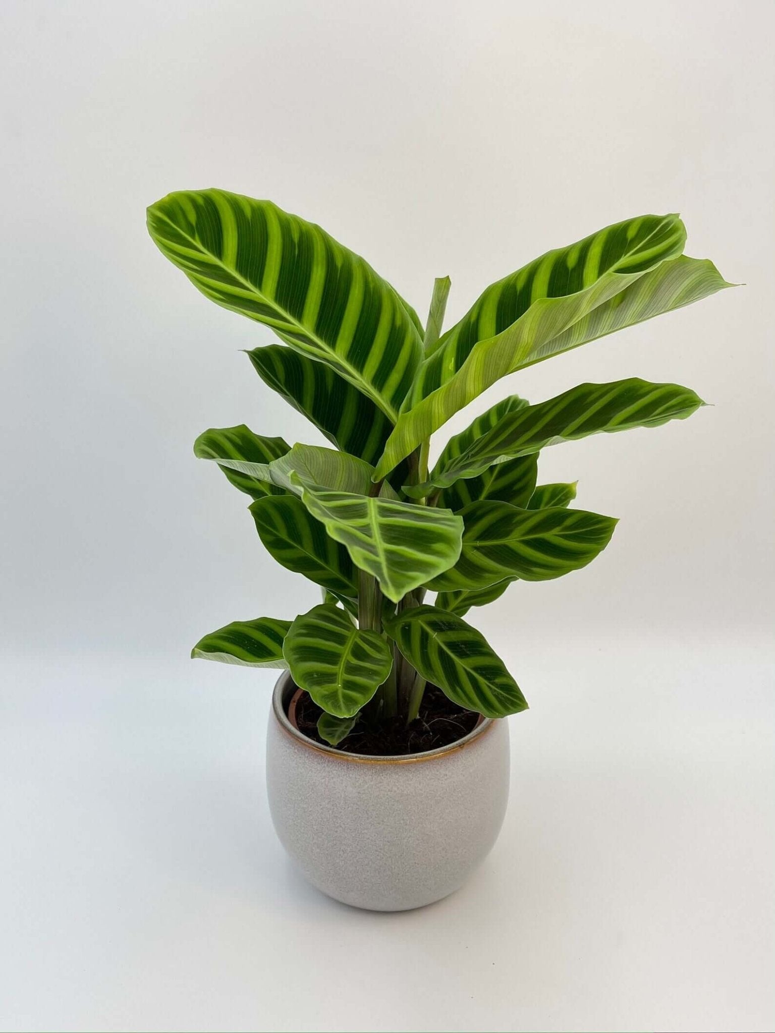 Calathea Zebrina, Zebra Plant, Air-Purifying, Pet Safe Plant
