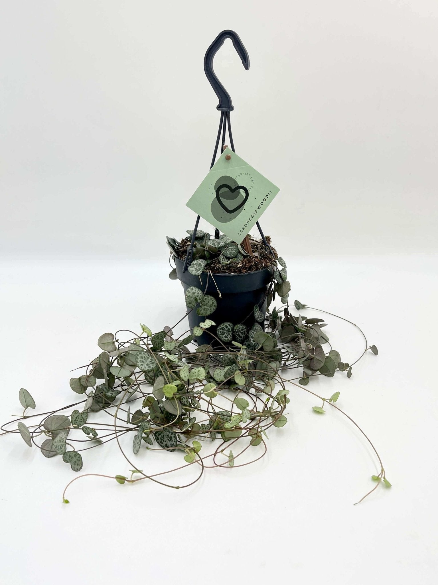 Ceropegia Woodii, String of Hearts, Trailing Houseplant