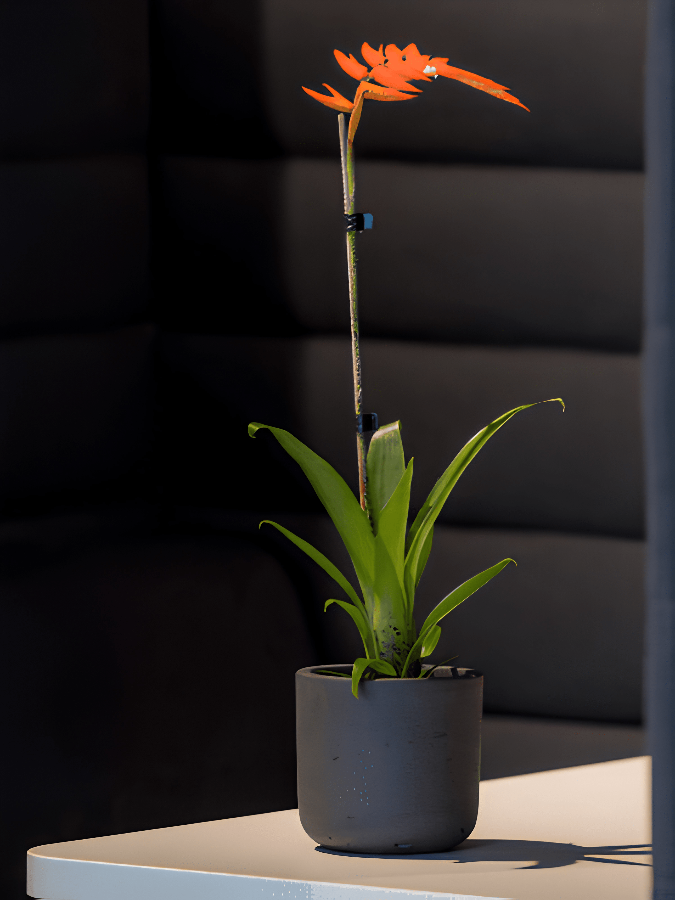 Charlie Rough Indoor, Outdoor Plant Pots, 8cm - 25cm, Black Washed - Rebel Plants