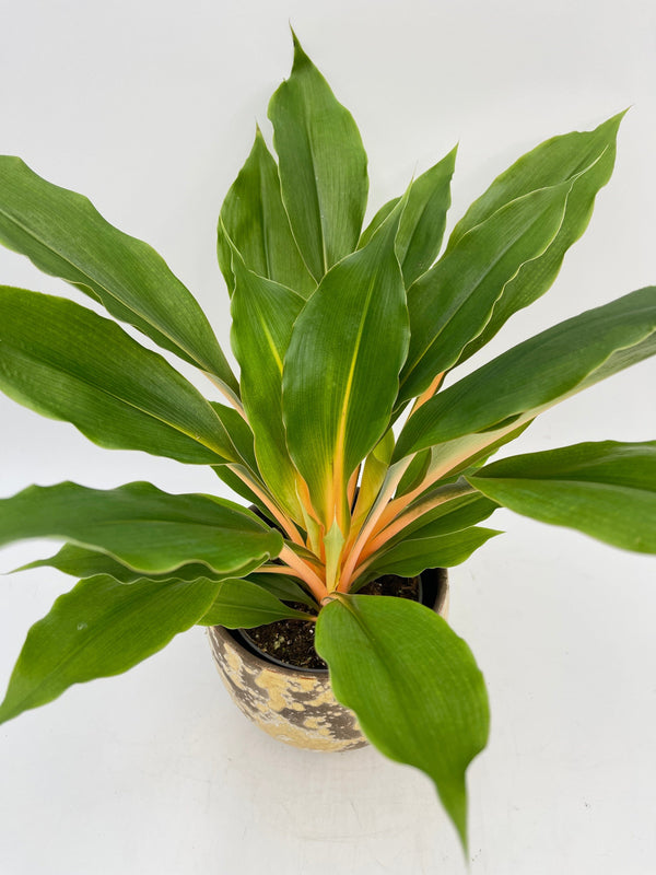 Chlorophytum Orchidastrum, Mandarin Plant, Green Orange Plant