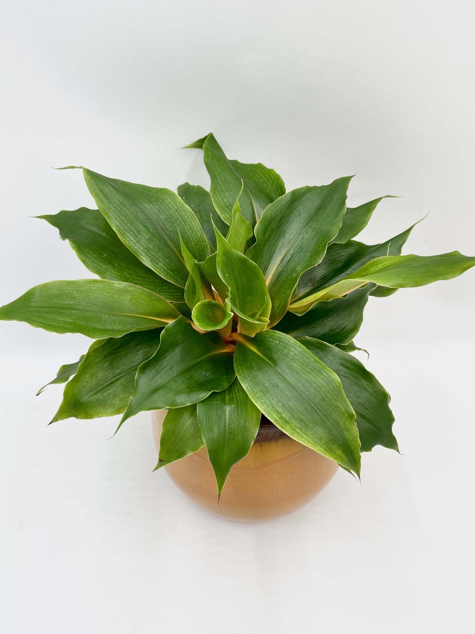 Chlorophytum Orchidastrum, Spider Plant, Green Orange Plant, Pet Safe