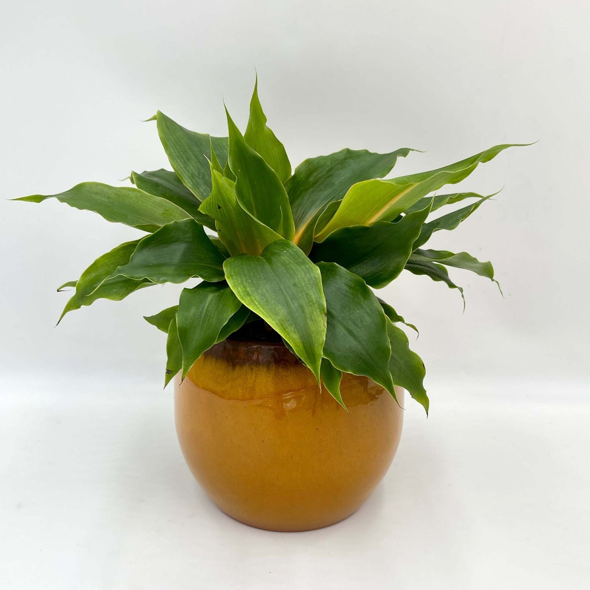 Chlorophytum Orchidastrum, Green Orange Plant