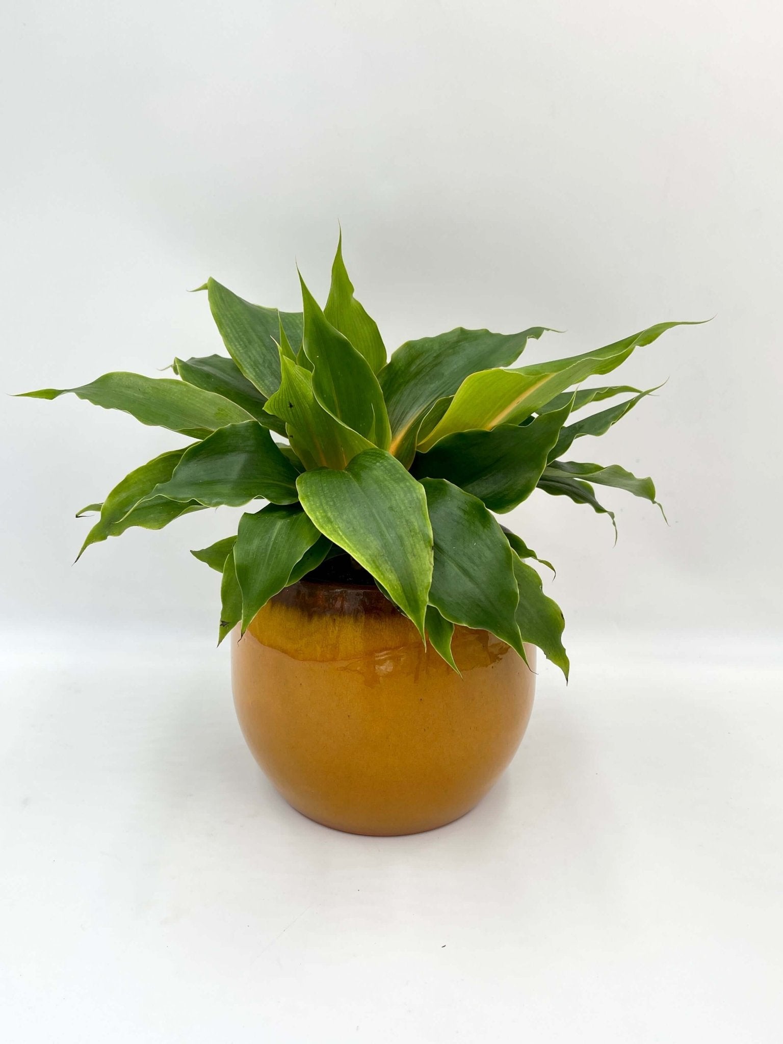 Chlorophytum Orchidastrum, Spider Plant, Green Orange Plant, Pet Safe