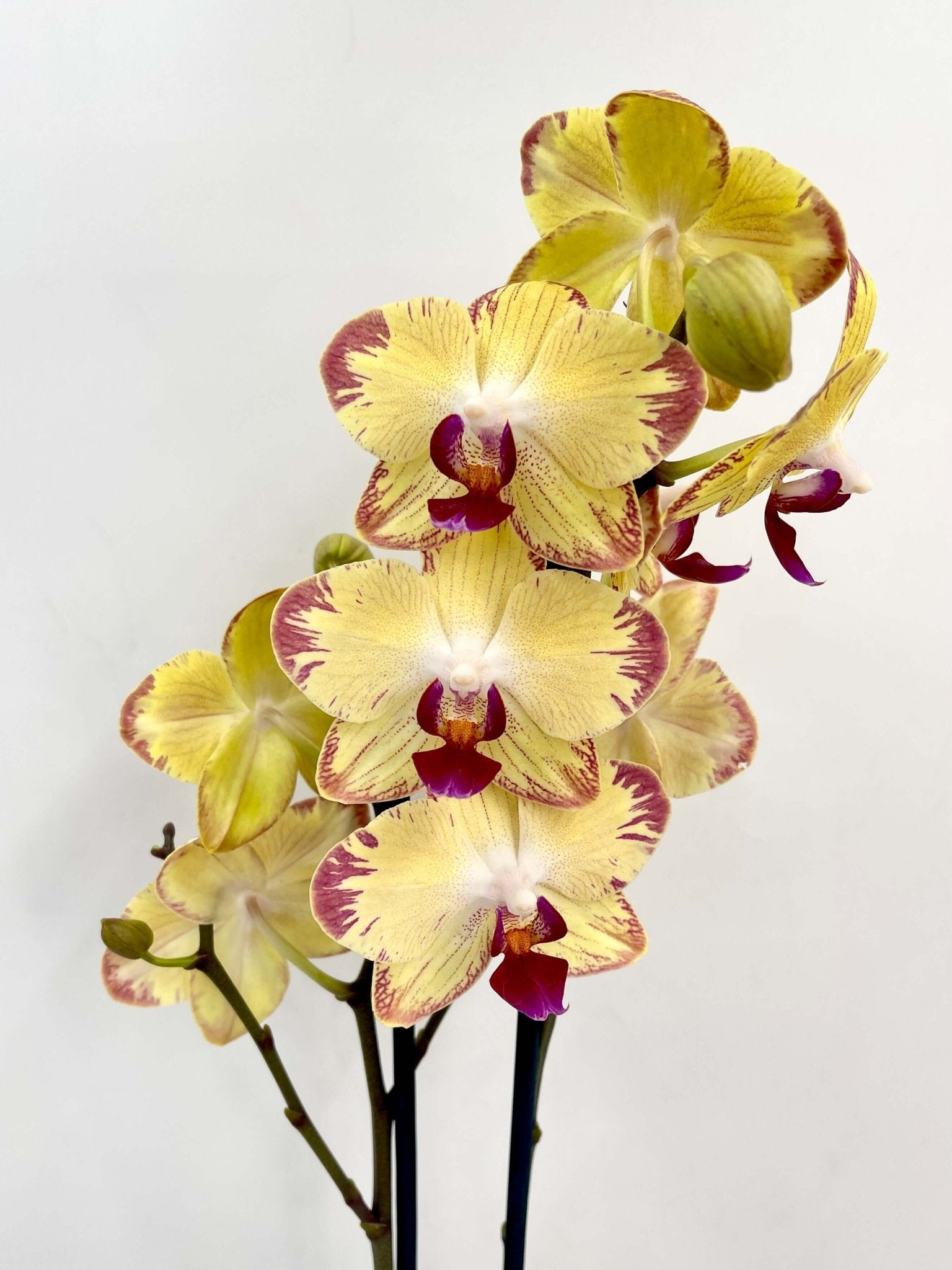Colourful Phalaenopsis orchid Papagayo in full bloom with bold tropical multicoloured flowers, rare moth orchid UK