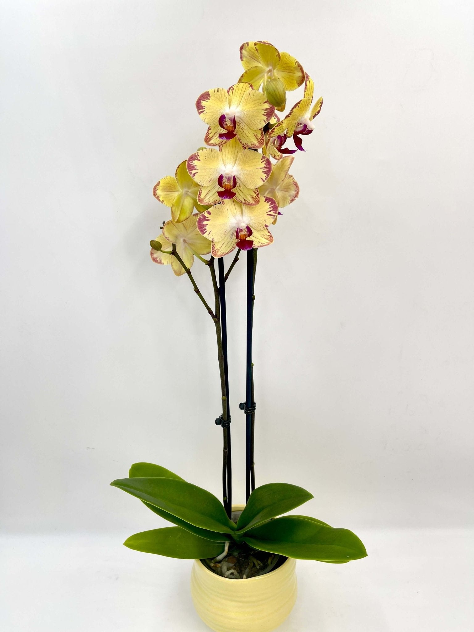 Colourful Phalaenopsis orchid Papagayo in full bloom with bold tropical multicoloured flowers, rare moth orchid UK