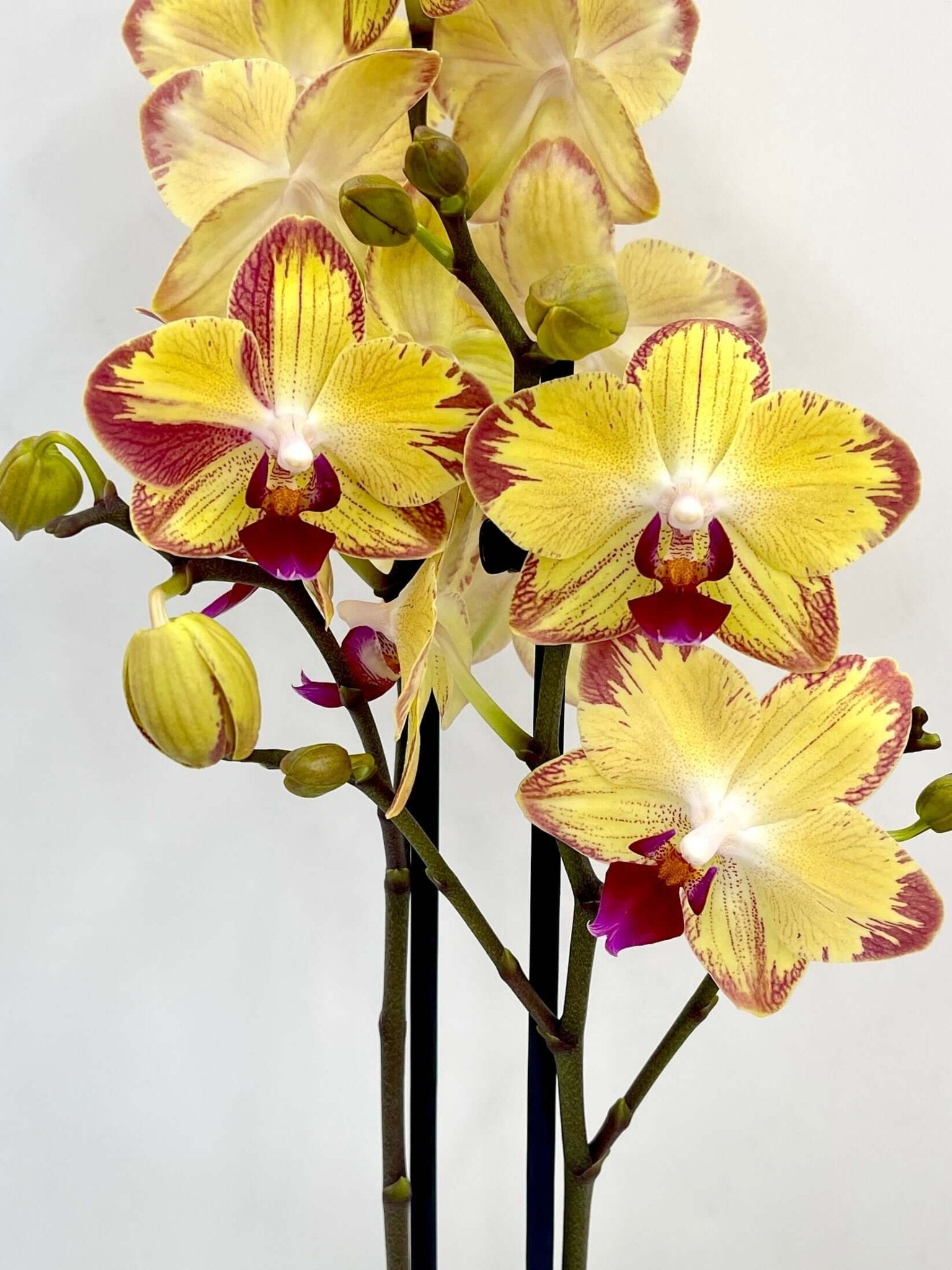 Colourful Phalaenopsis orchid Papagayo in full bloom with bold tropical multicoloured flowers, rare moth orchid UK