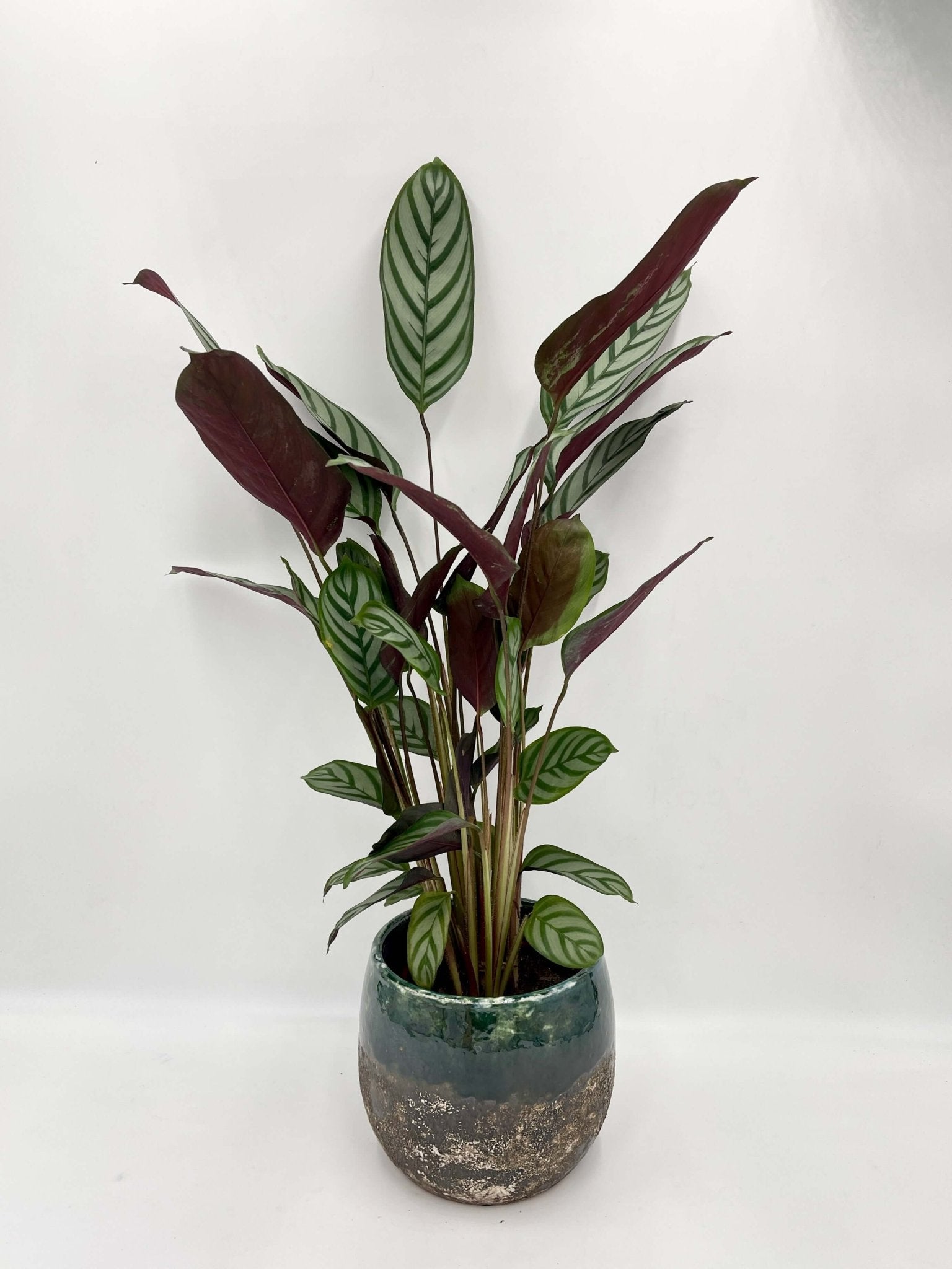 Ctenanthe Compactstar – Never-Never Plant | Striking Fishbone Foliage & Easy Care