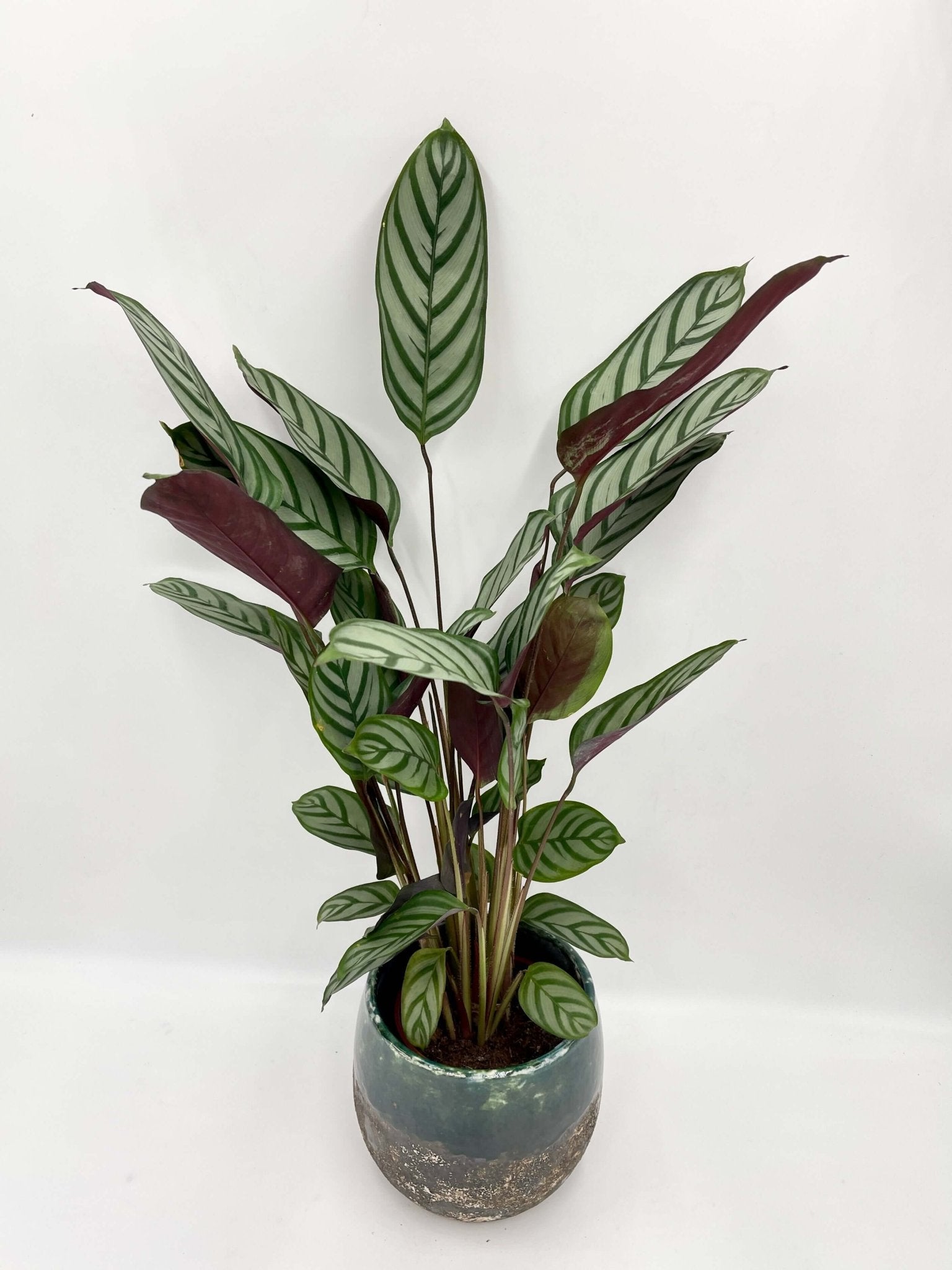 Ctenanthe Compactstar – Never-Never Plant | Striking Fishbone Foliage & Easy Care