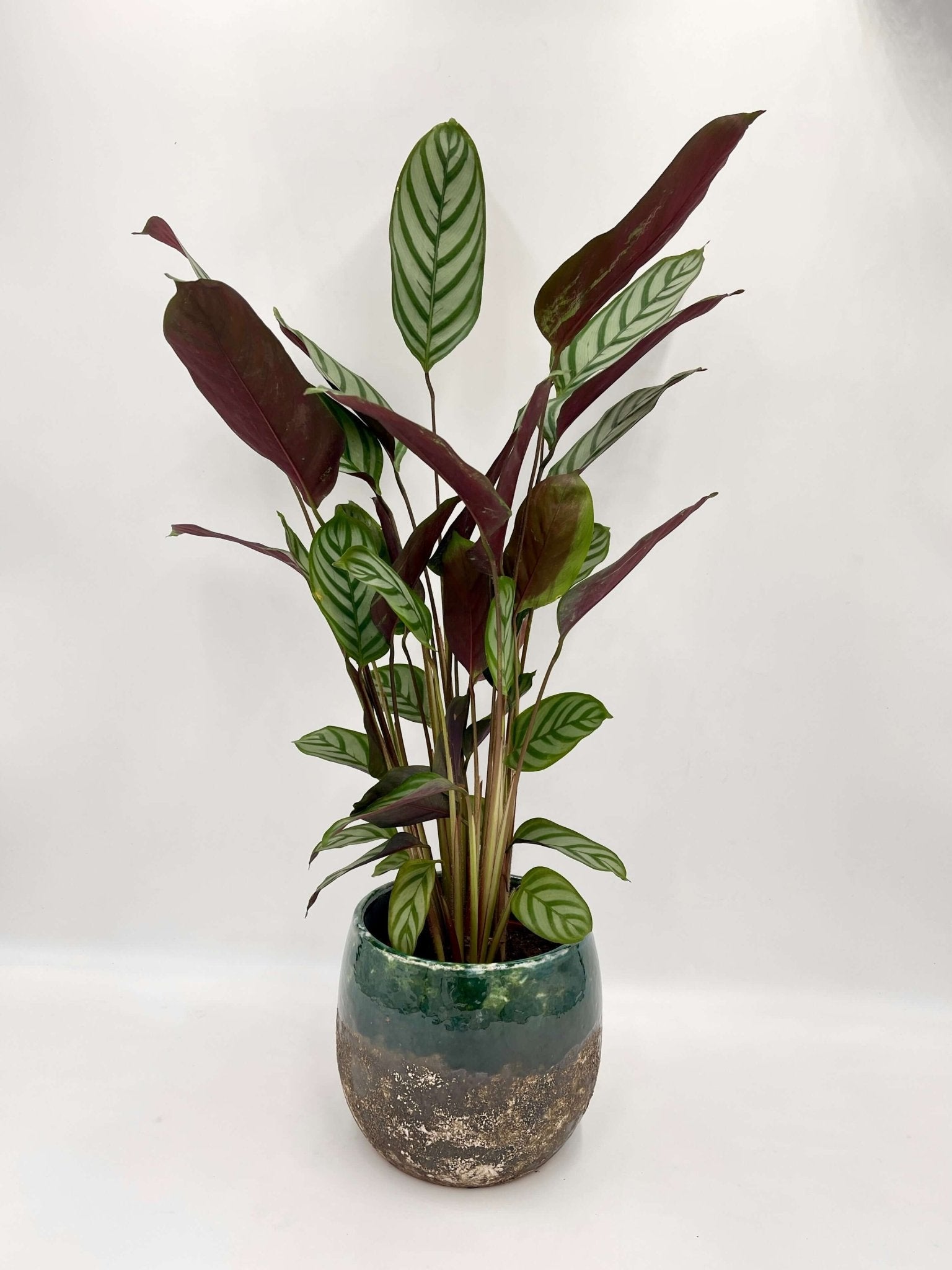 Ctenanthe Compactstar – Never-Never Plant | Striking Fishbone Foliage & Easy Care