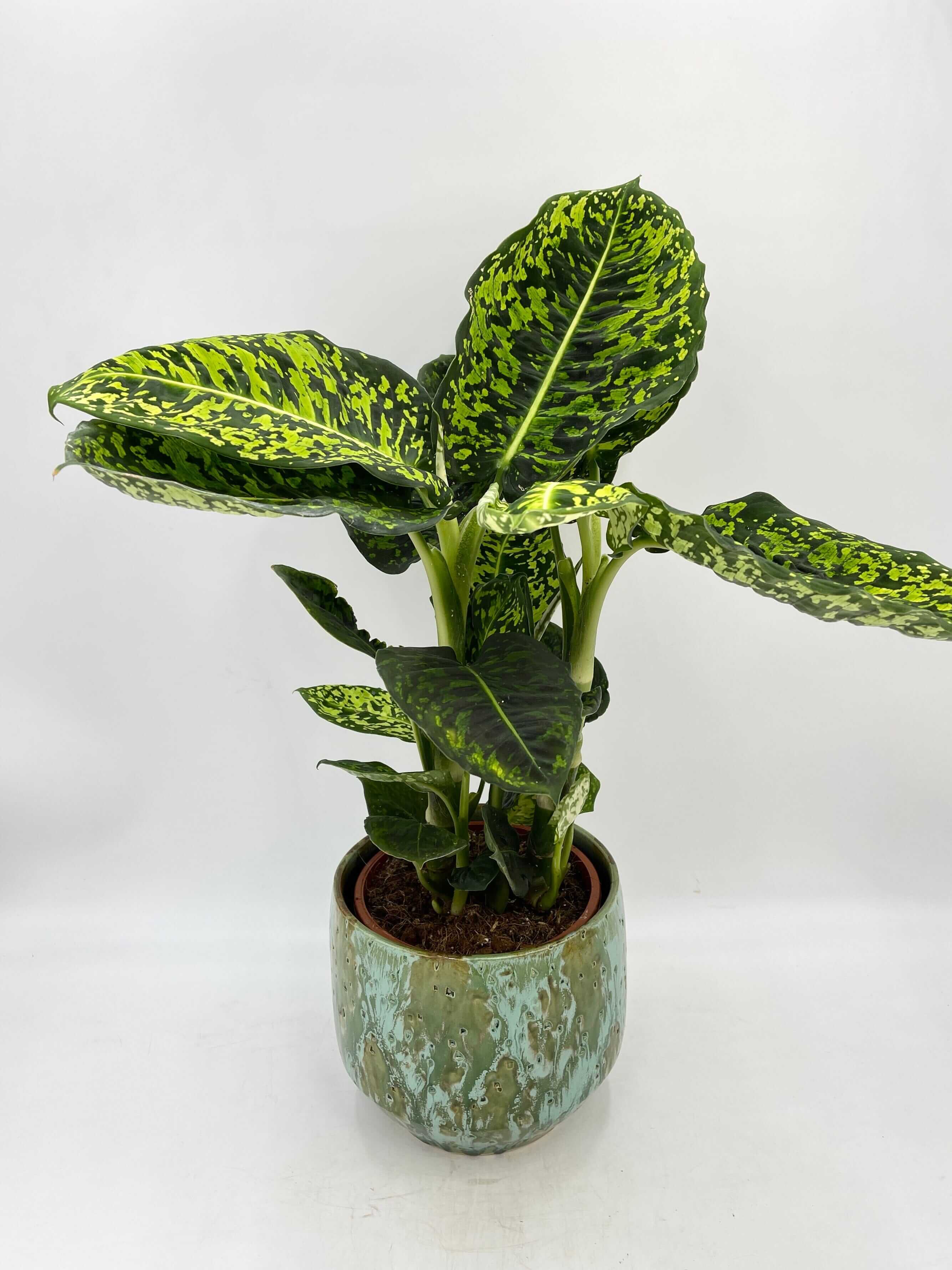 Dieffenbachia Reflector Dumb Cane, 60cm