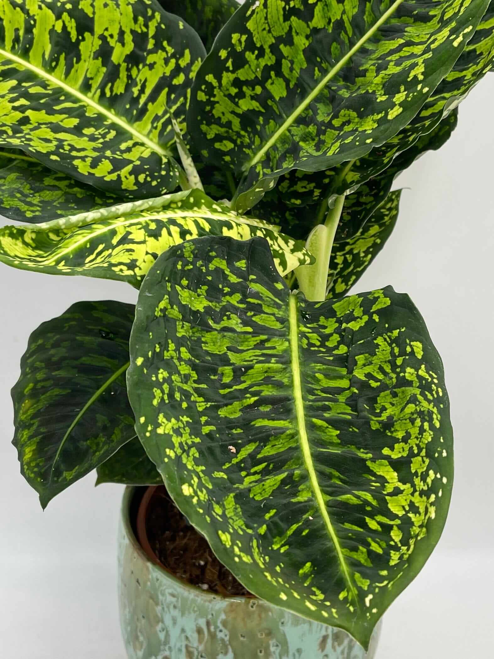 Dieffenbachia Reflector Dumb Cane, 60cm