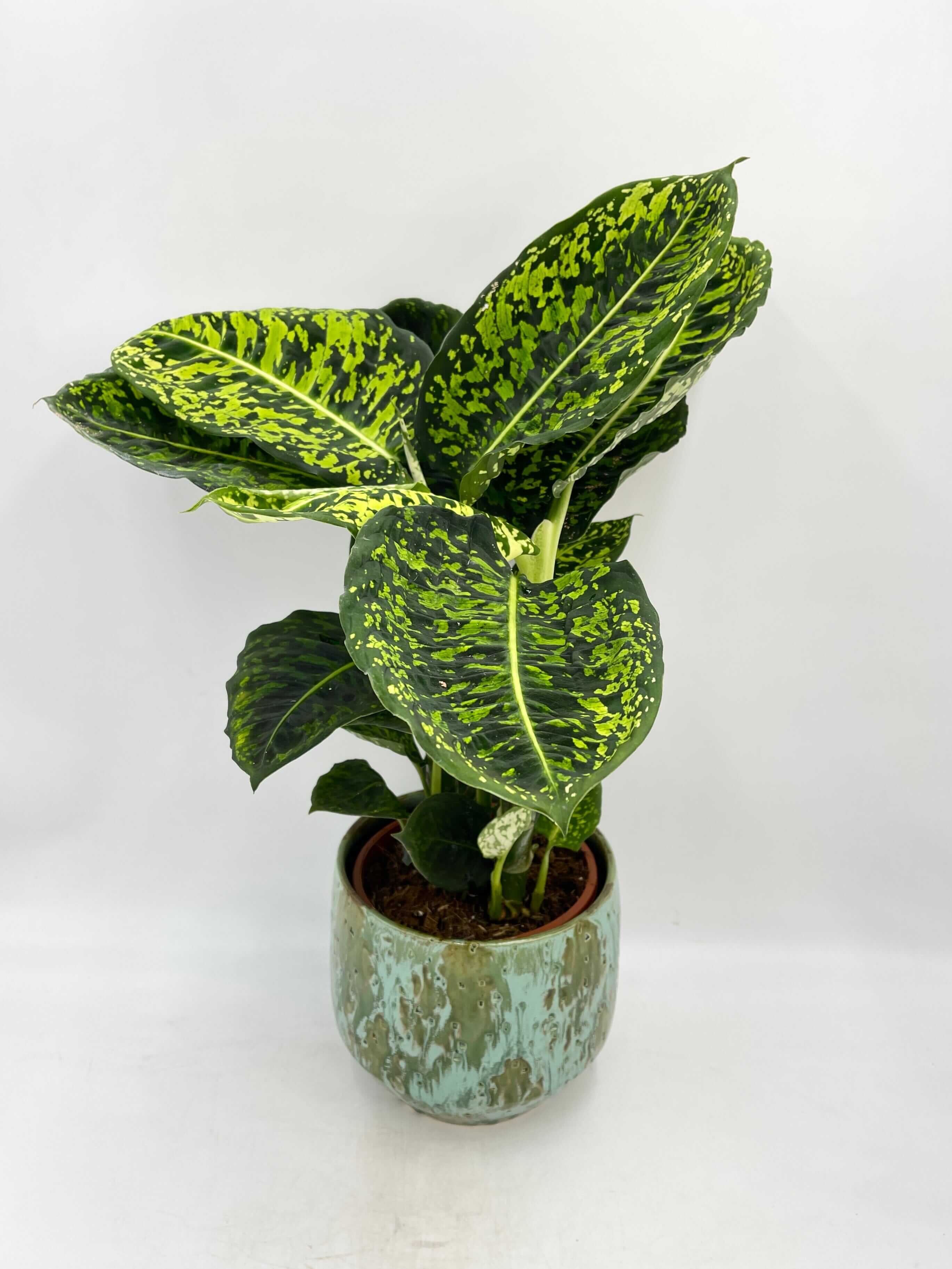 Dieffenbachia Reflector Dumb Cane, 60cm