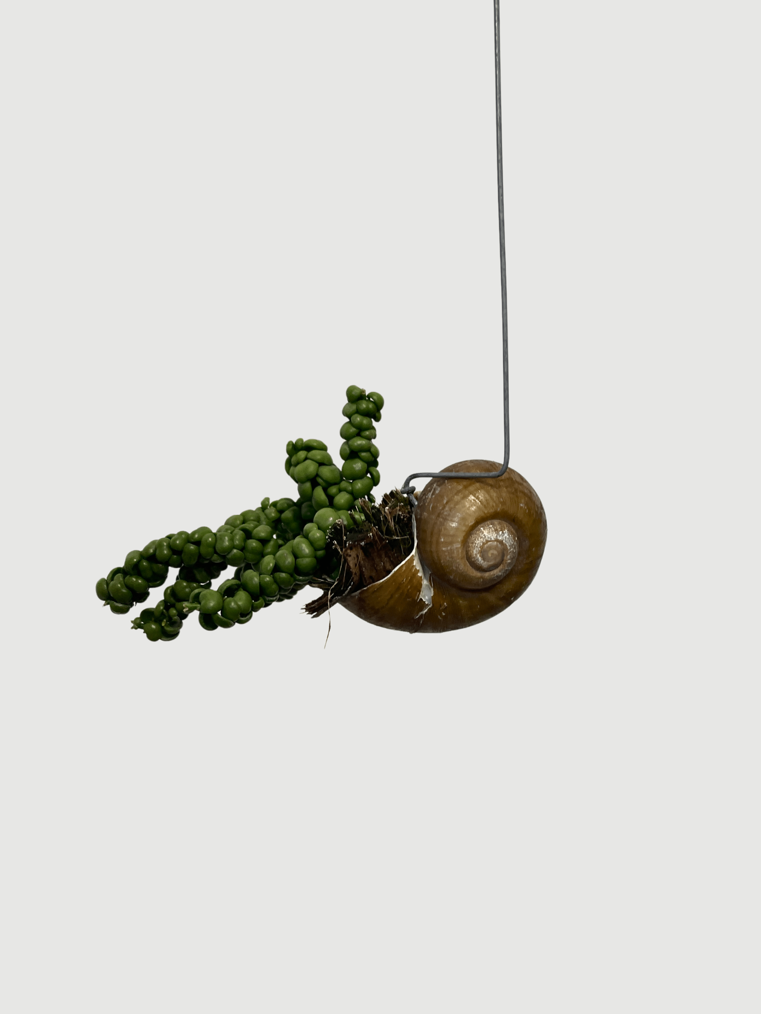 Dischidia Pangolin Kisses in Snaily's Shell | Rare Hanging Plant UK - Rebel Plants