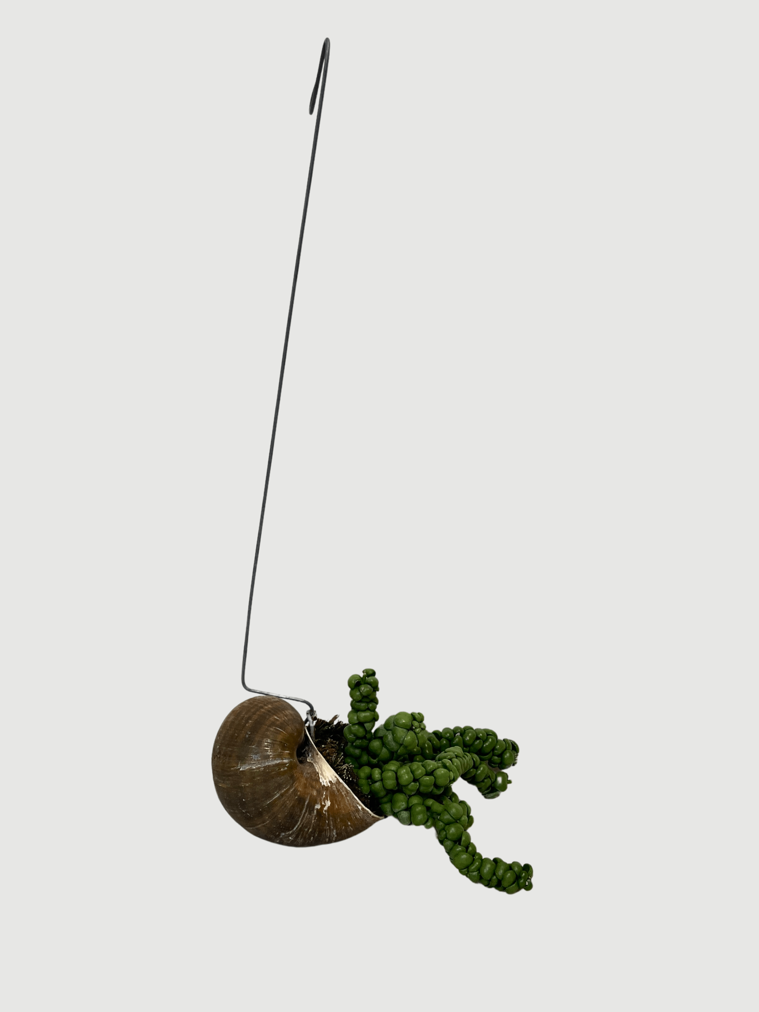 Dischidia Pangolin Kisses in Snaily's Shell | Rare Hanging Plant UK - Rebel Plants