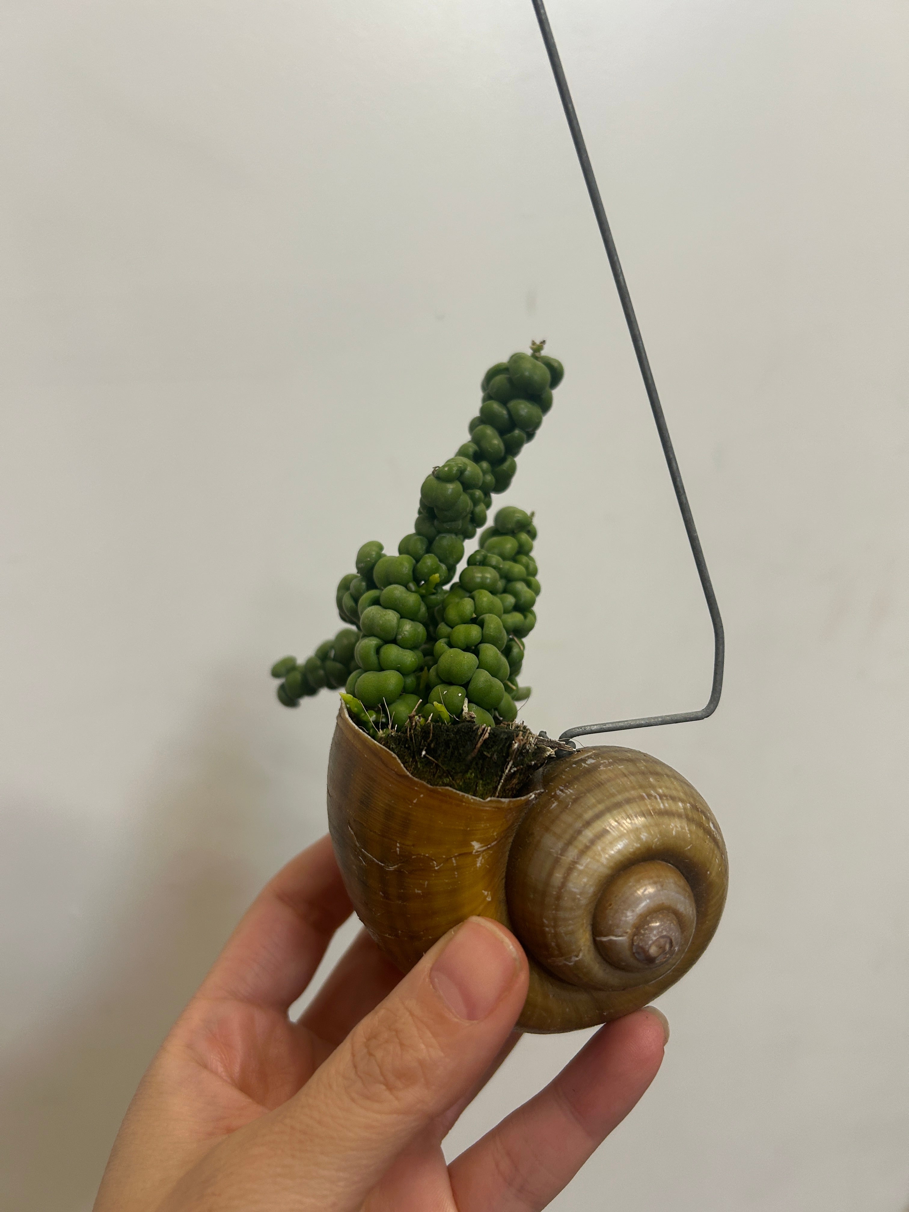 Dischidia Pangolin Kisses in Snaily's Shell | Rare Hanging Plant UK - Rebel Plants