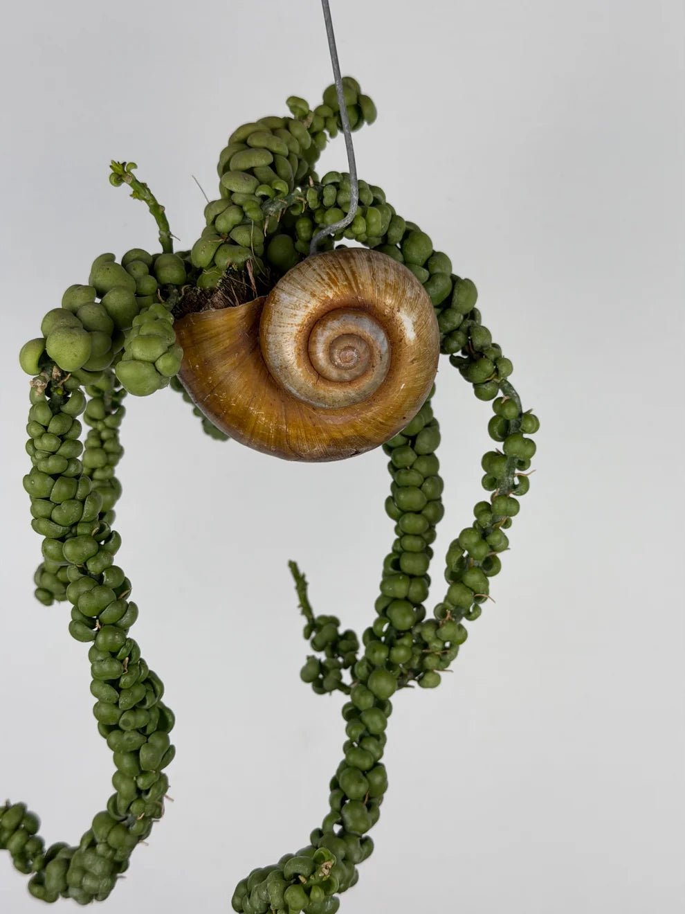 Dischidia Pangolin Kisses in Snaily's Shell | Rare Hanging Plant UK - Rebel Plants