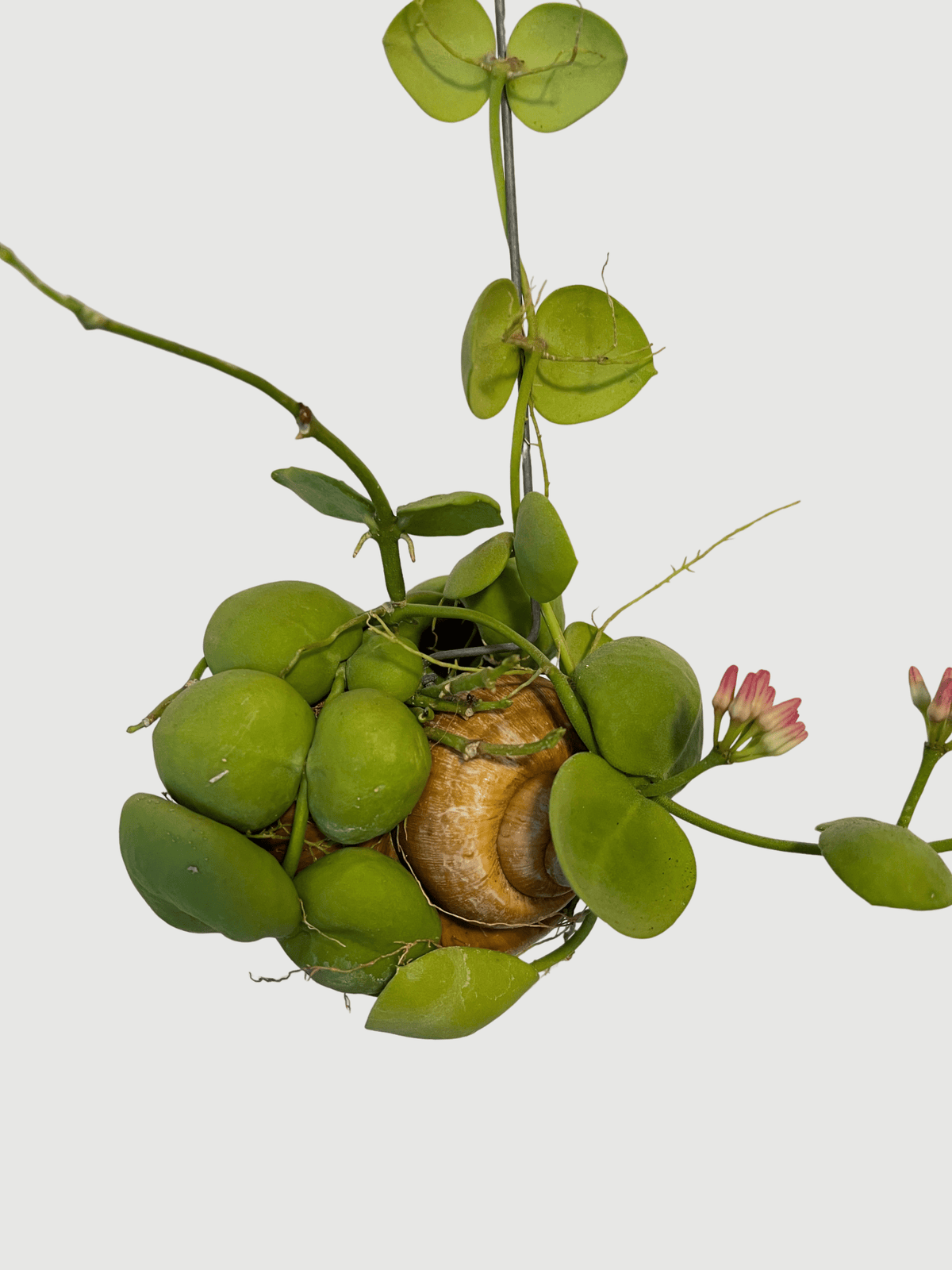 Dischidia pectenoides | Rare Epiphytic Trailing Houseplant - Rebel Plants