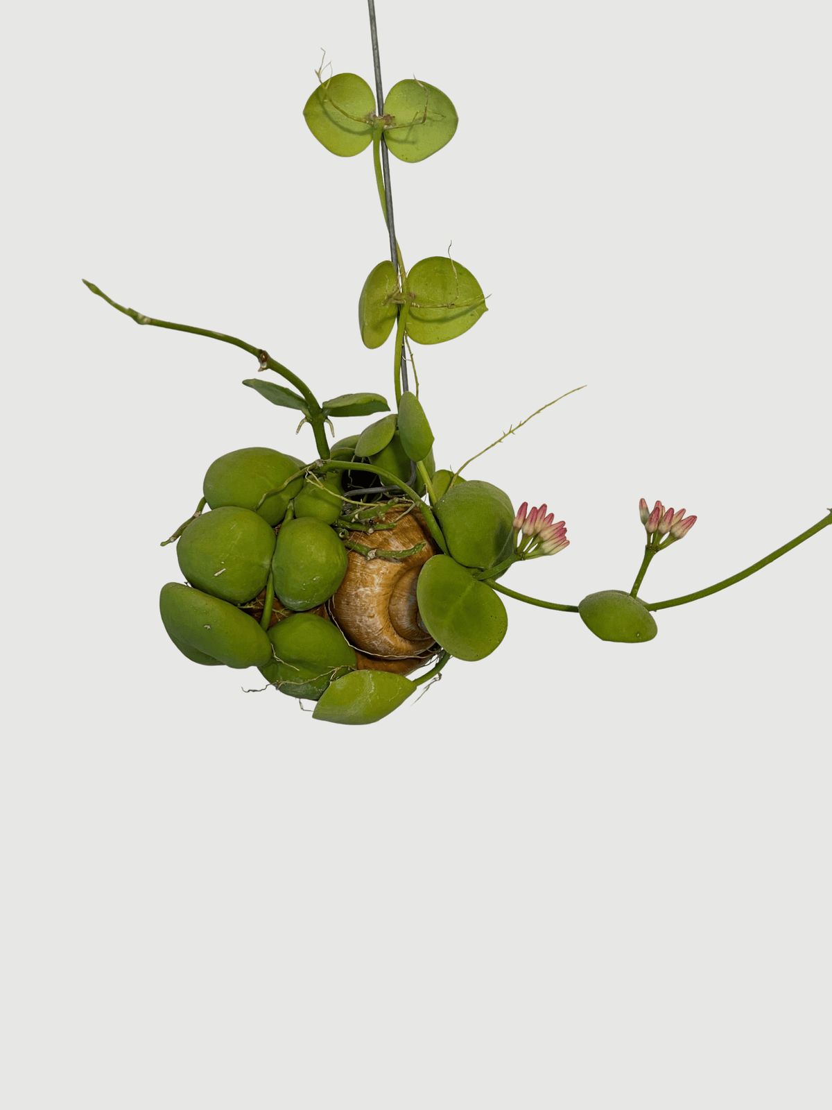 Dischidia pectenoides | Rare Epiphytic Trailing Houseplant - Rebel Plants