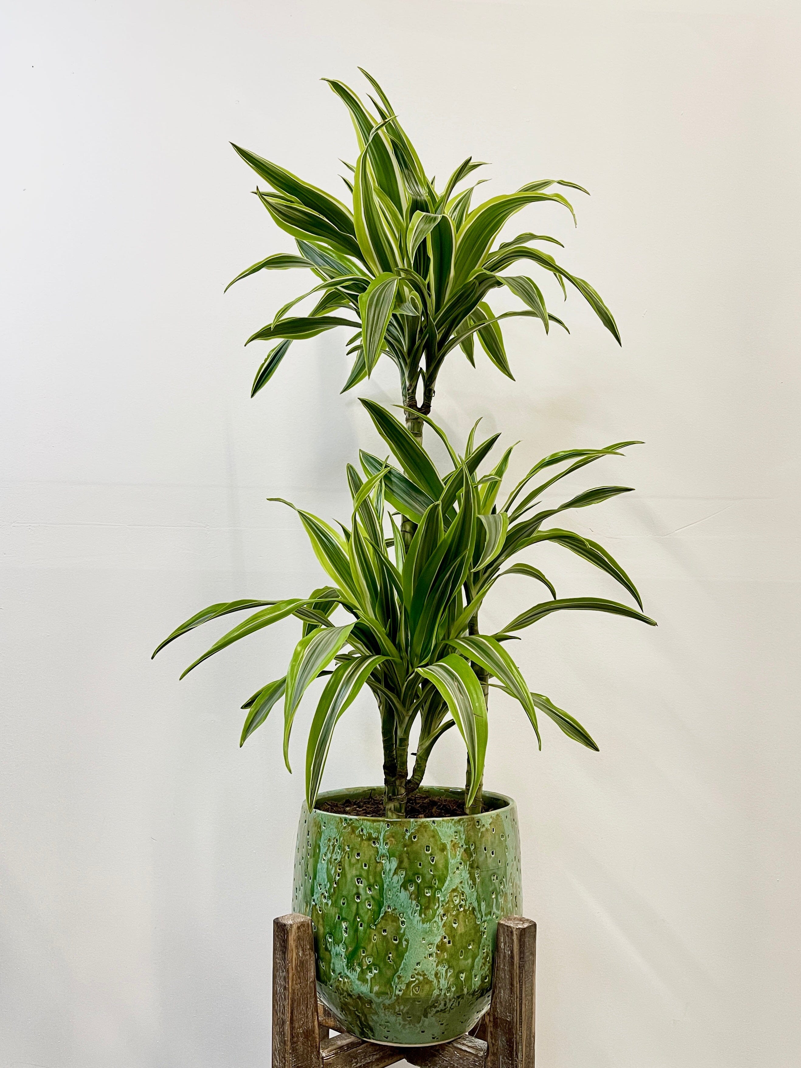 Dracaena fragrans Lemon Lime, 3 stems