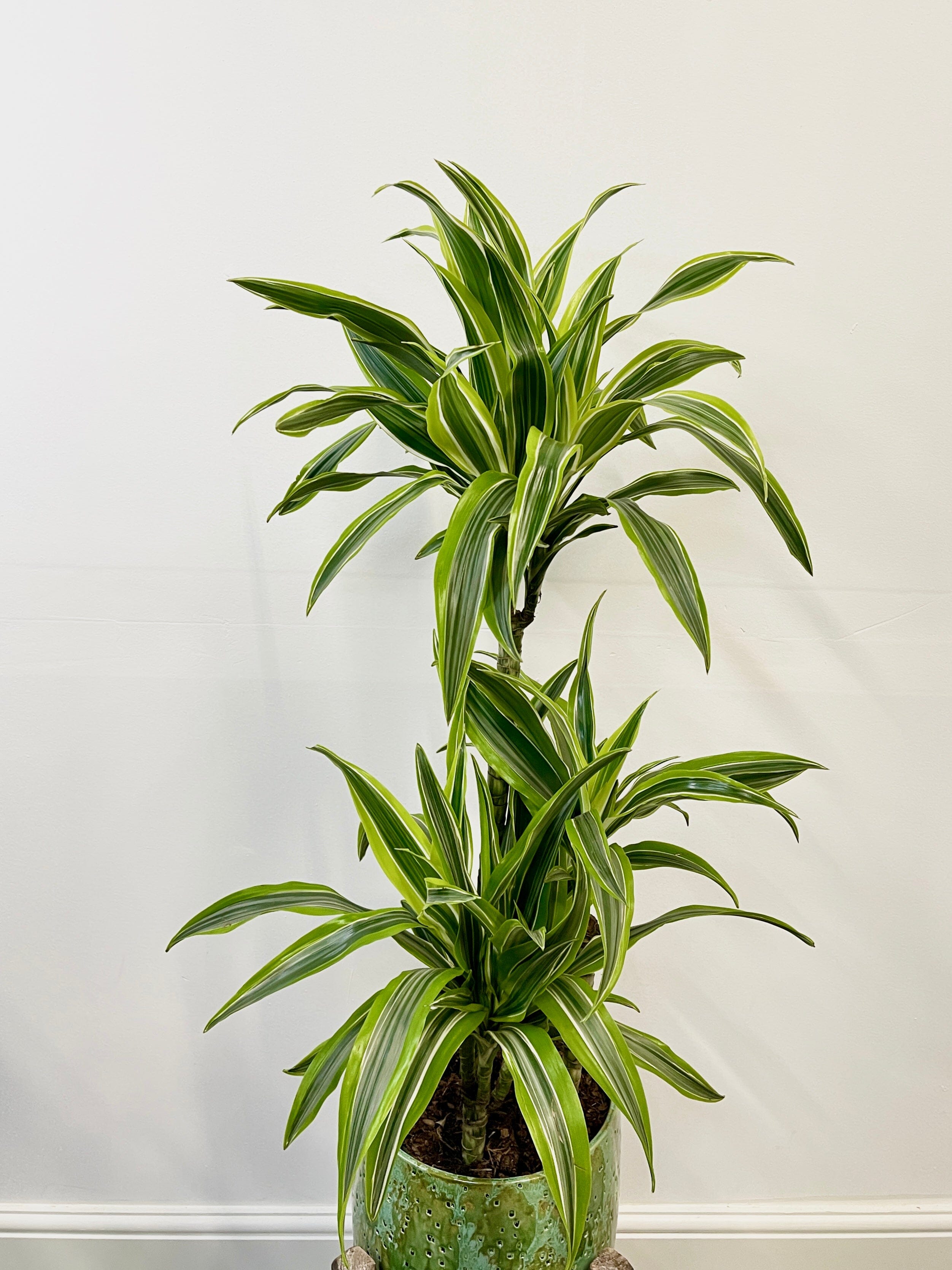 Dracaena fragrans Lemon Lime, 3 stems