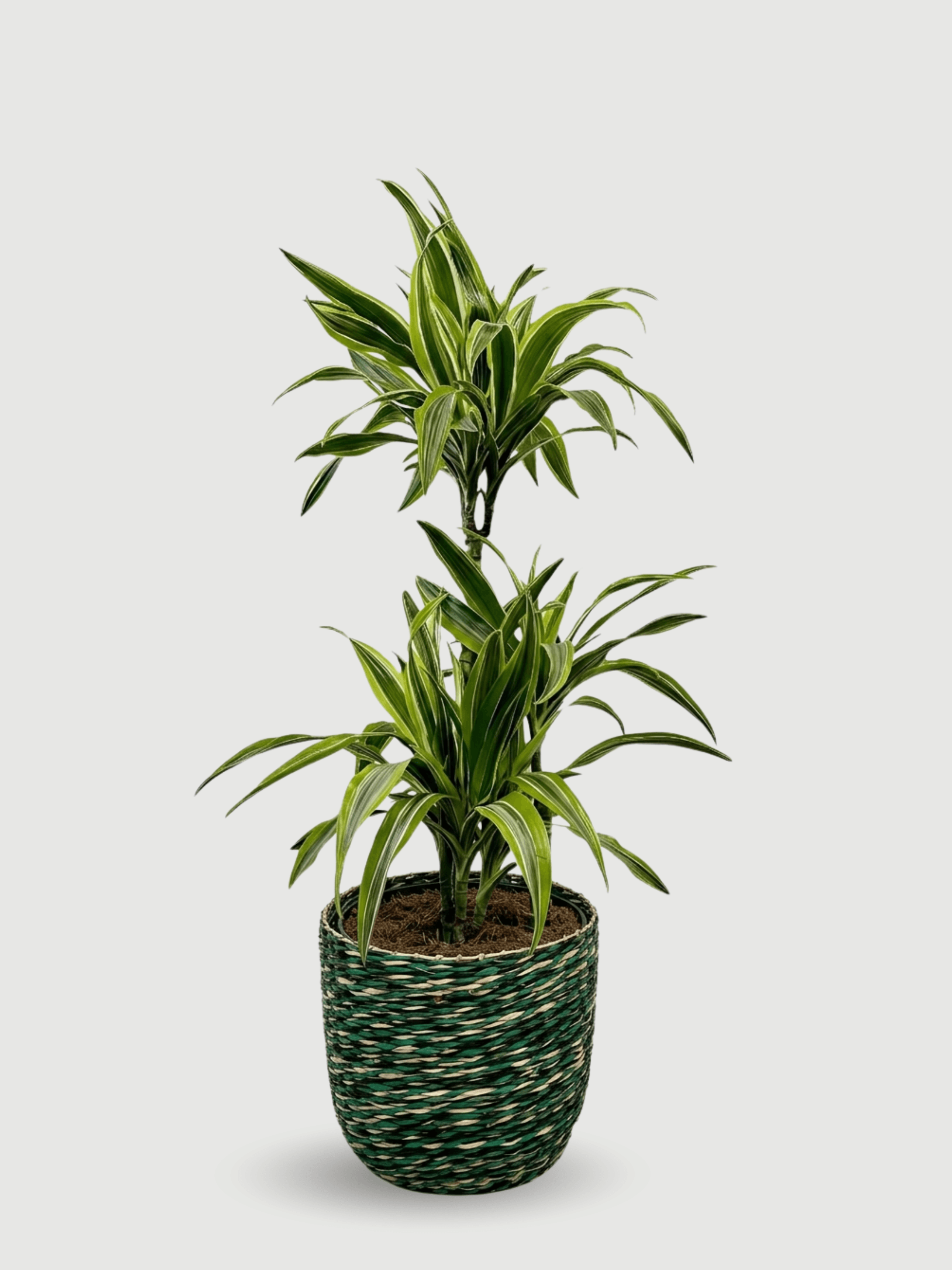Dracaena Plant in Viviana Woven Basket | Gift Set