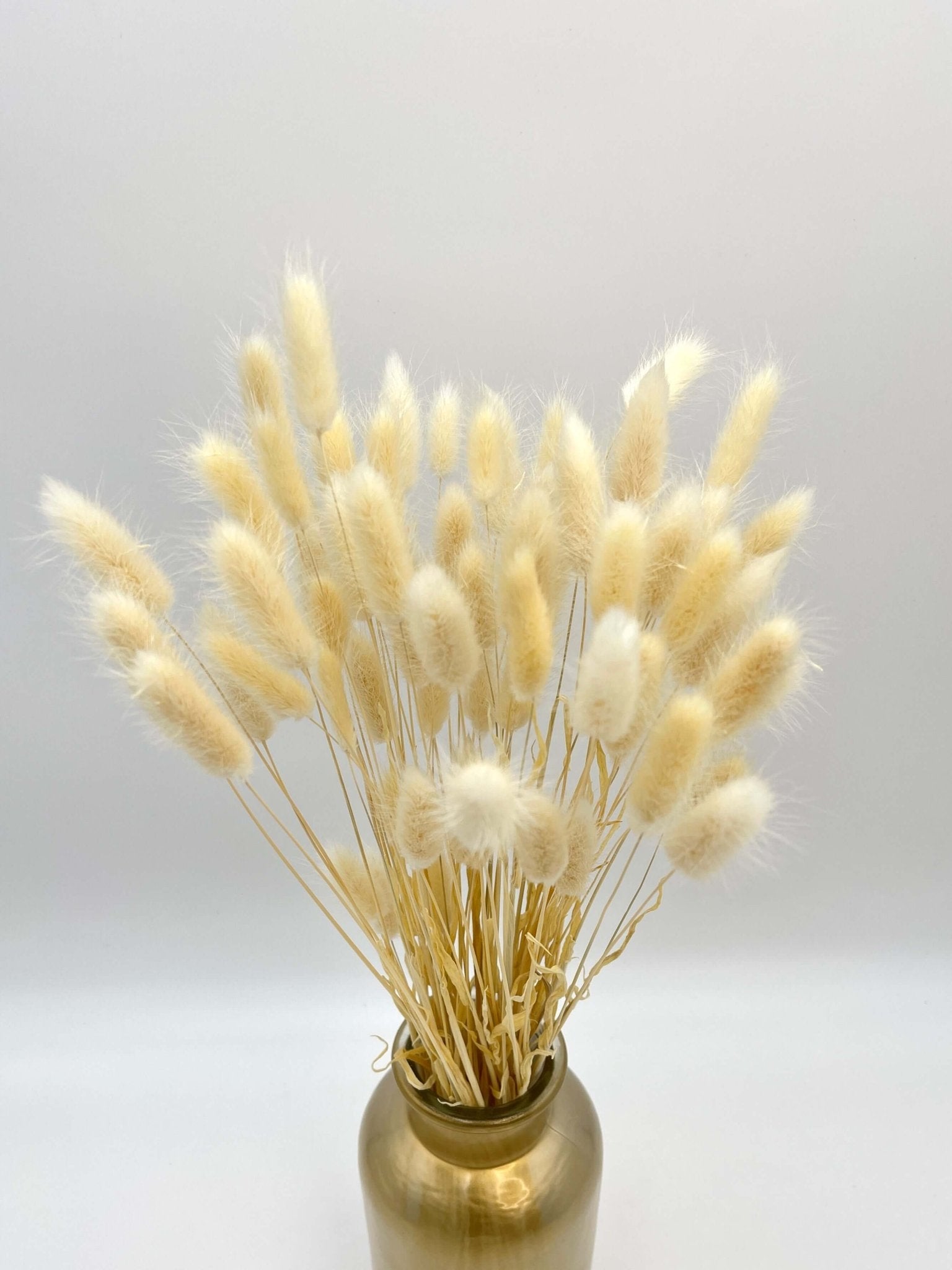 Dried Lagurus, Bunny Tails Grass, Dried Flowers, Cream White