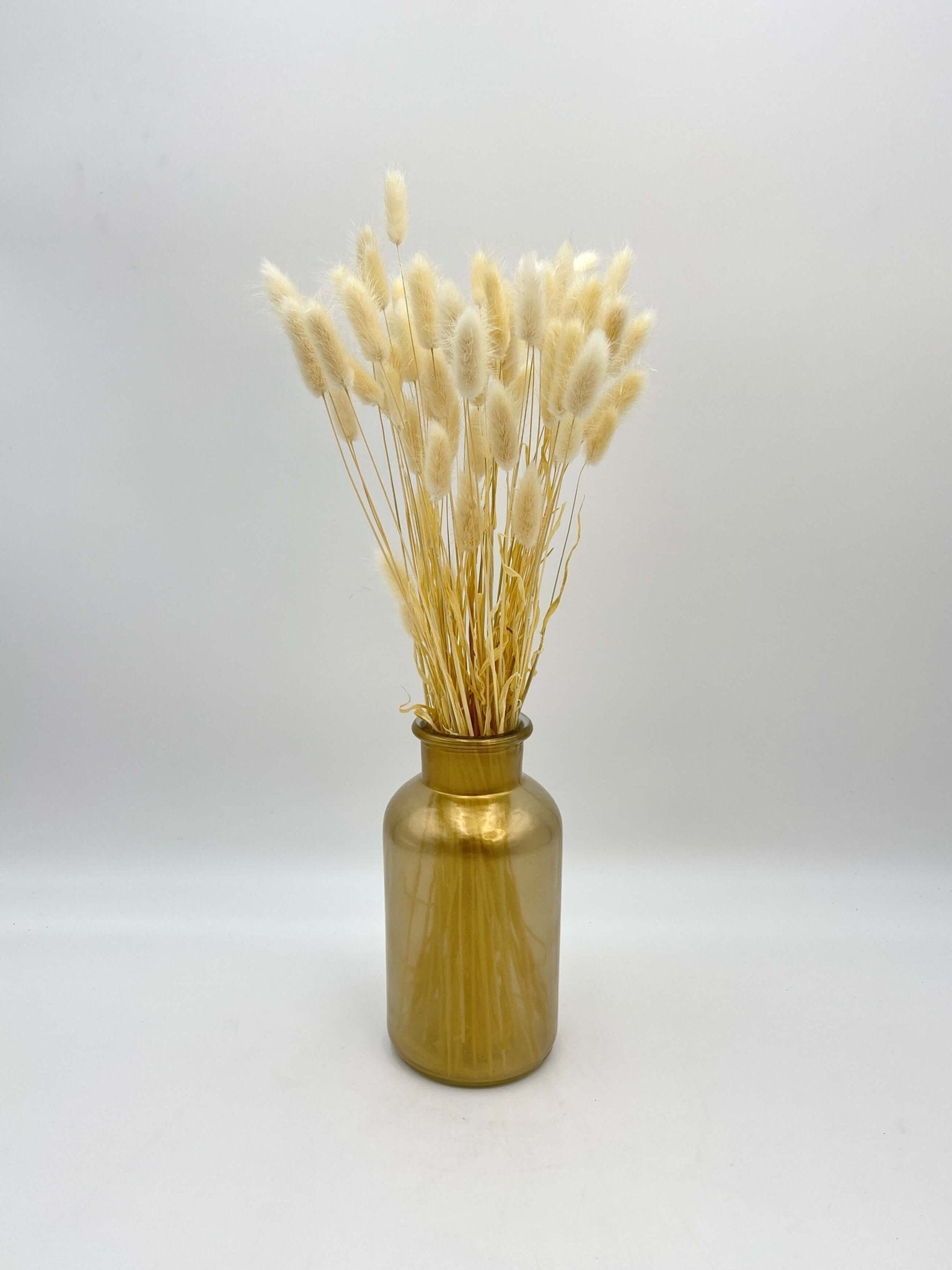 Dried Lagurus, Bunny Tails Grass, Dried Flowers, Cream White