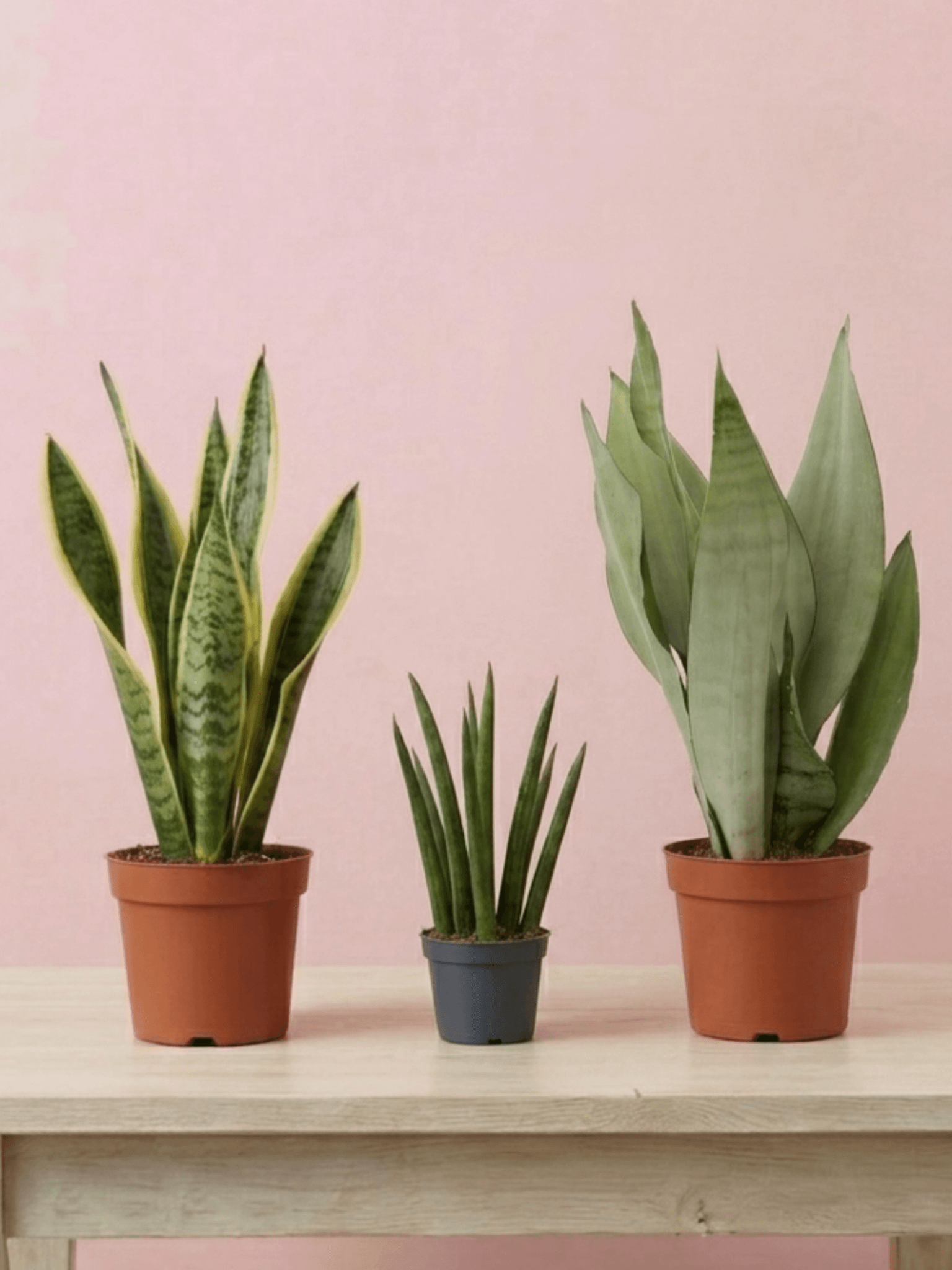 Easy-Care Snake Plant Bundle | Air-Purifying Trio | Rebel Plants