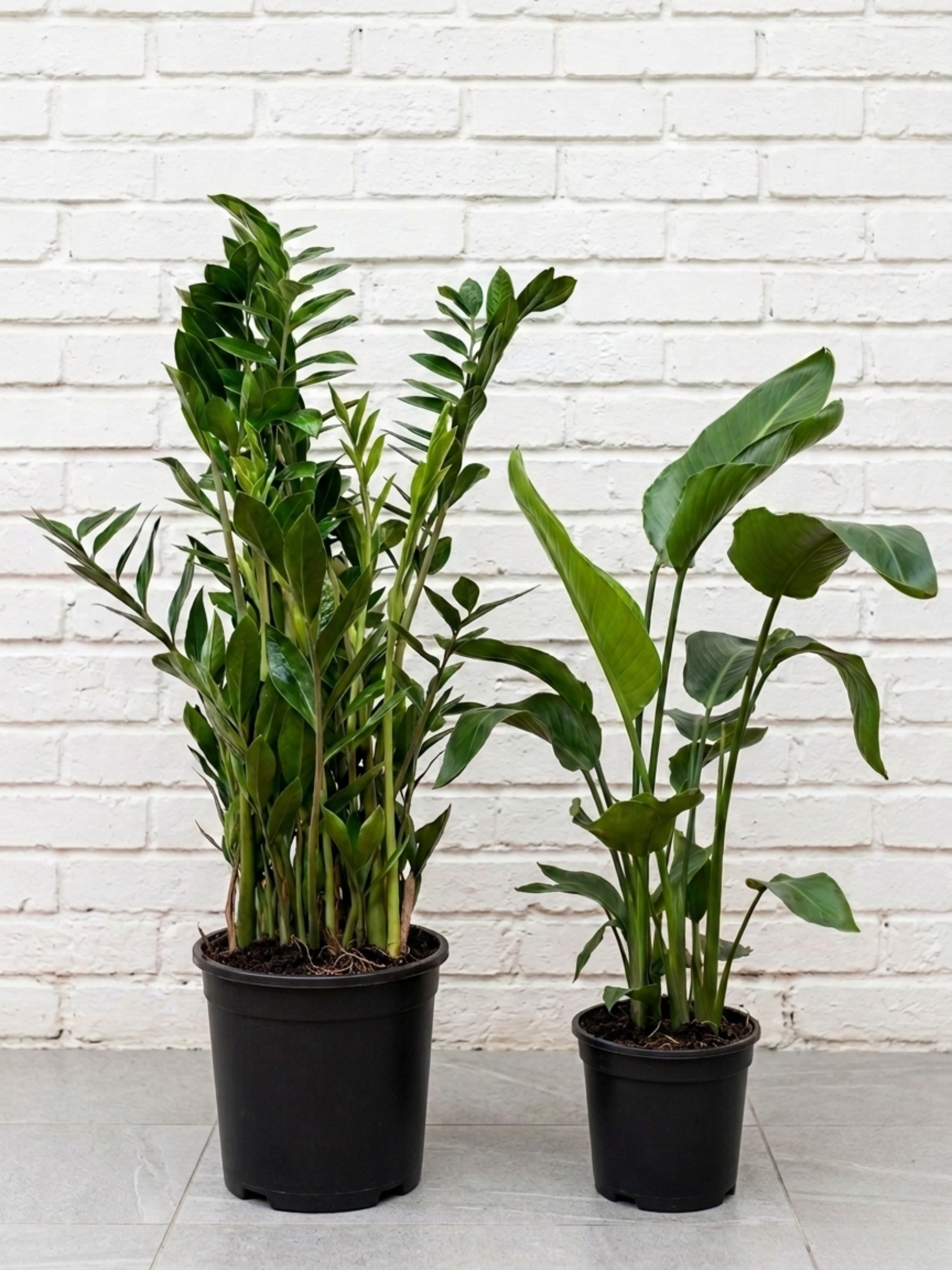 Low-Maintenance Office Bundle | Large Indoor Plant Set