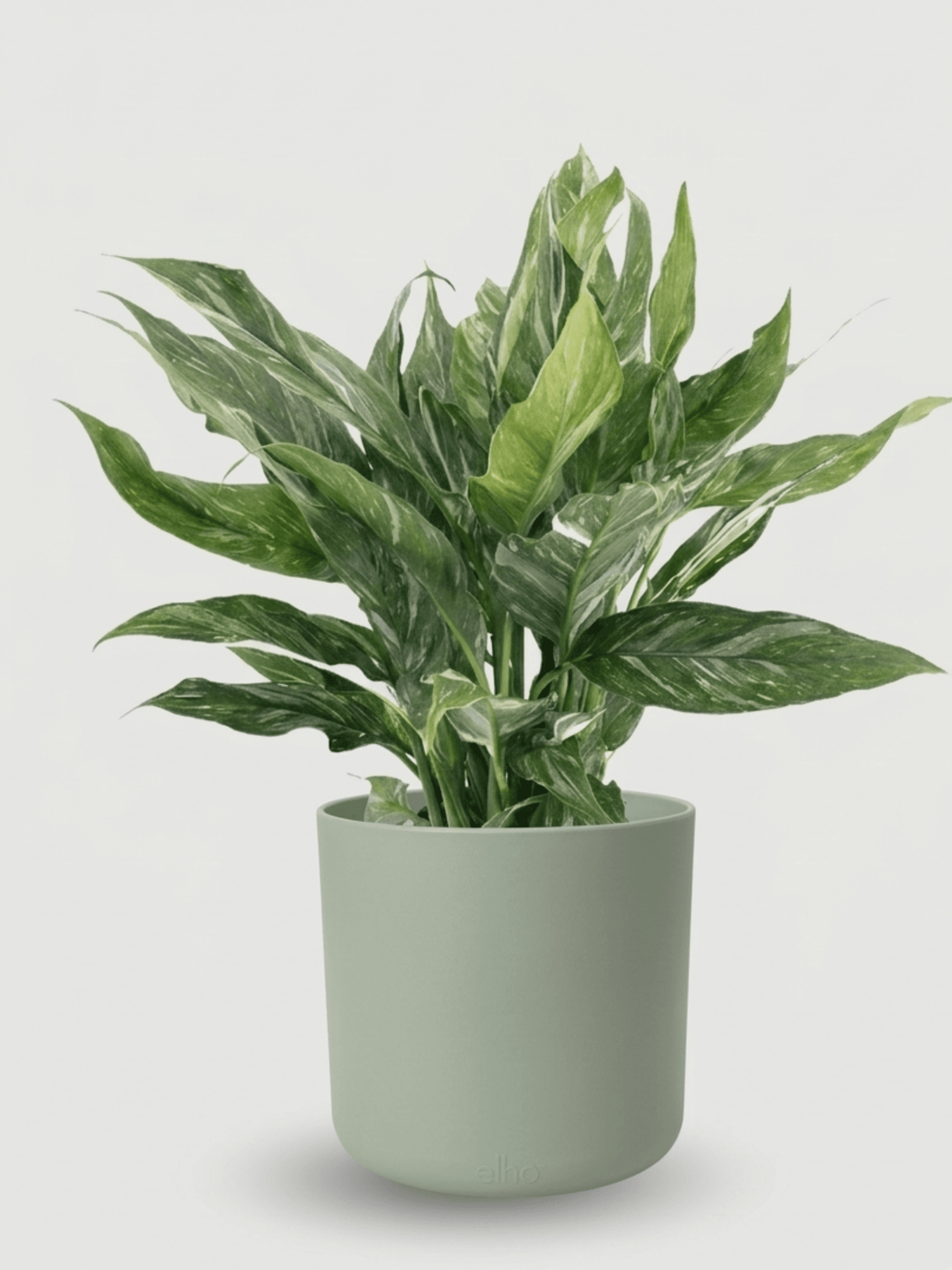 Spathiphyllum Diamond Variegata | Peace Lily in Pot