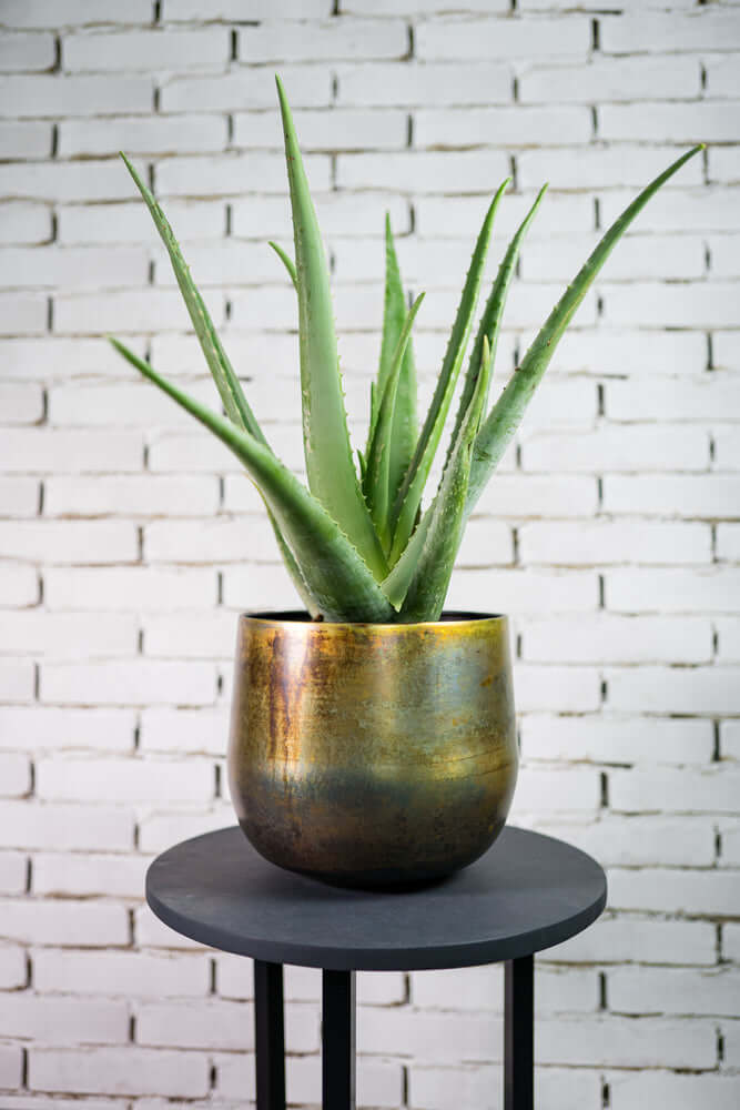 Elisa Metal Indoor Plant Pots, Old Green, XL, 29cm - 44cm