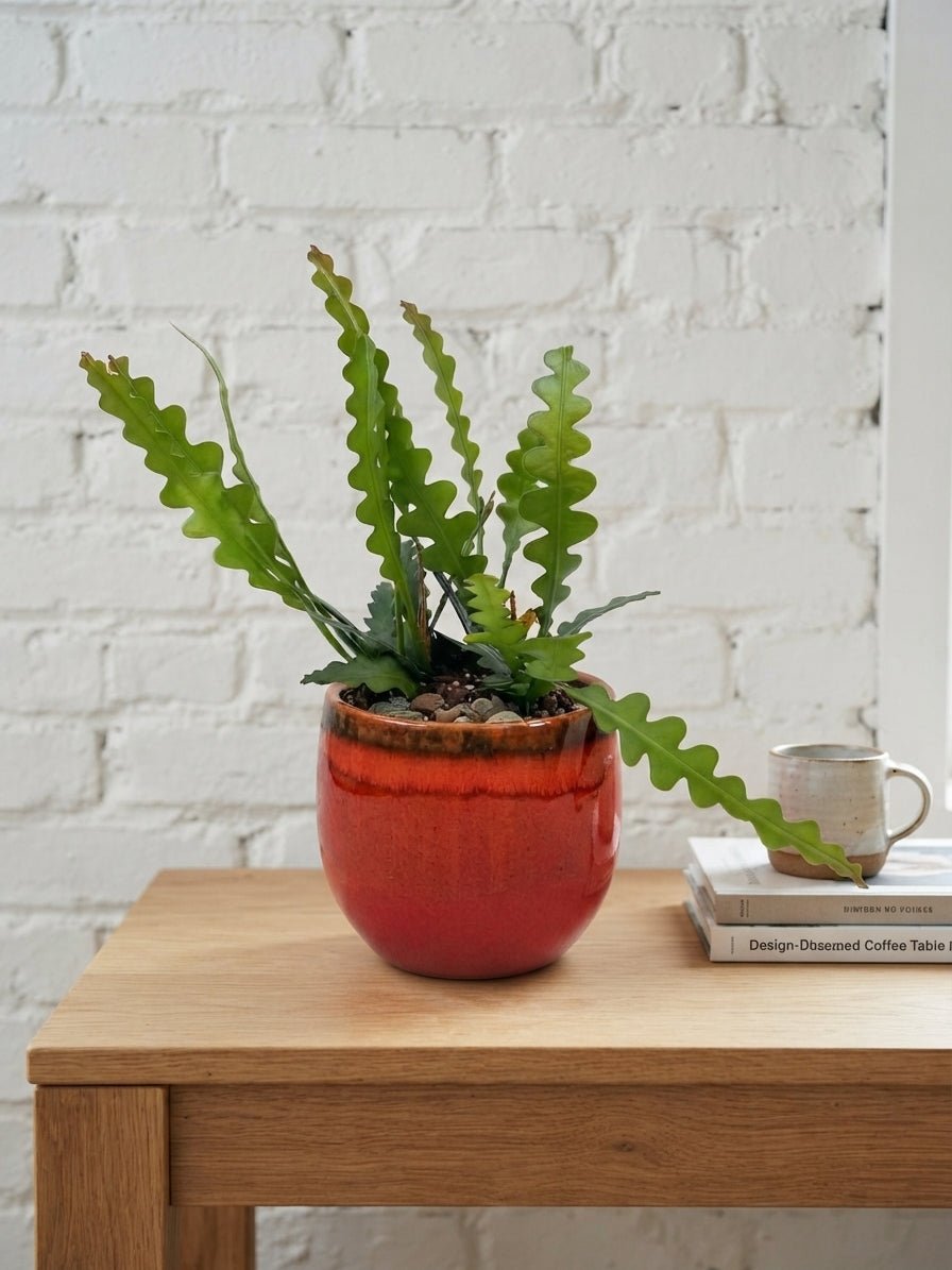 Epiphyllum Anguliger, Fishbone Cactus - Rebel Plants