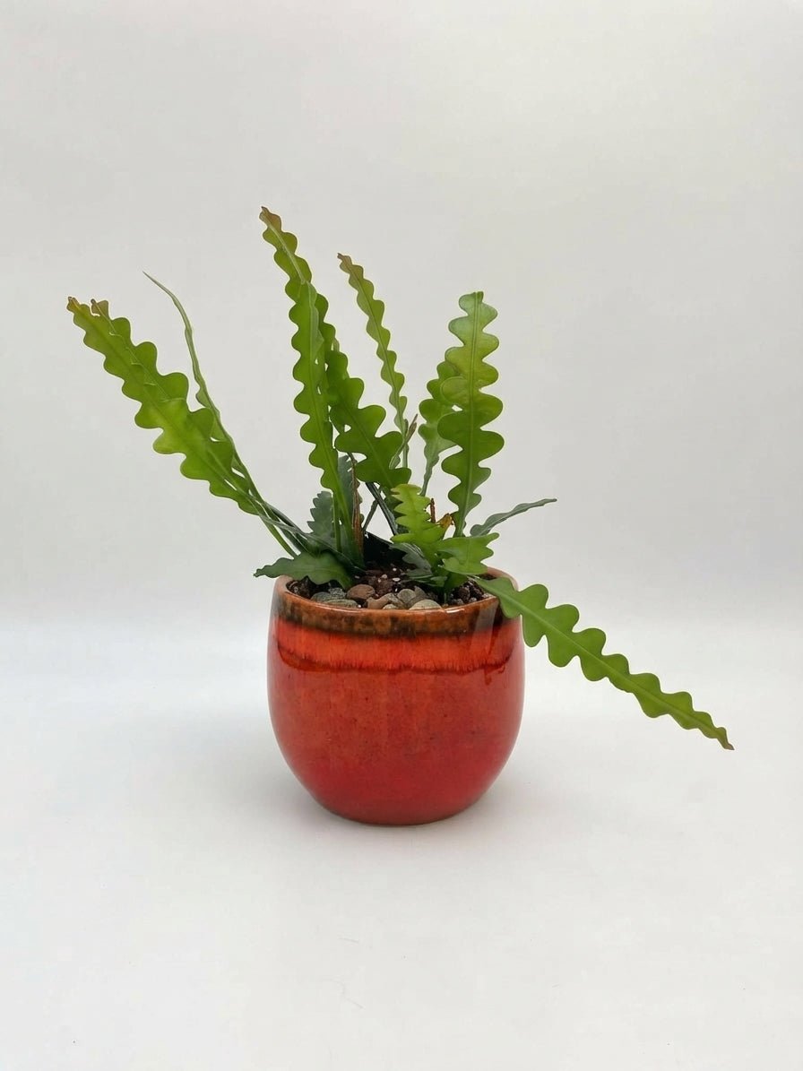 Epiphyllum Anguliger, Fishbone Cactus - Rebel Plants