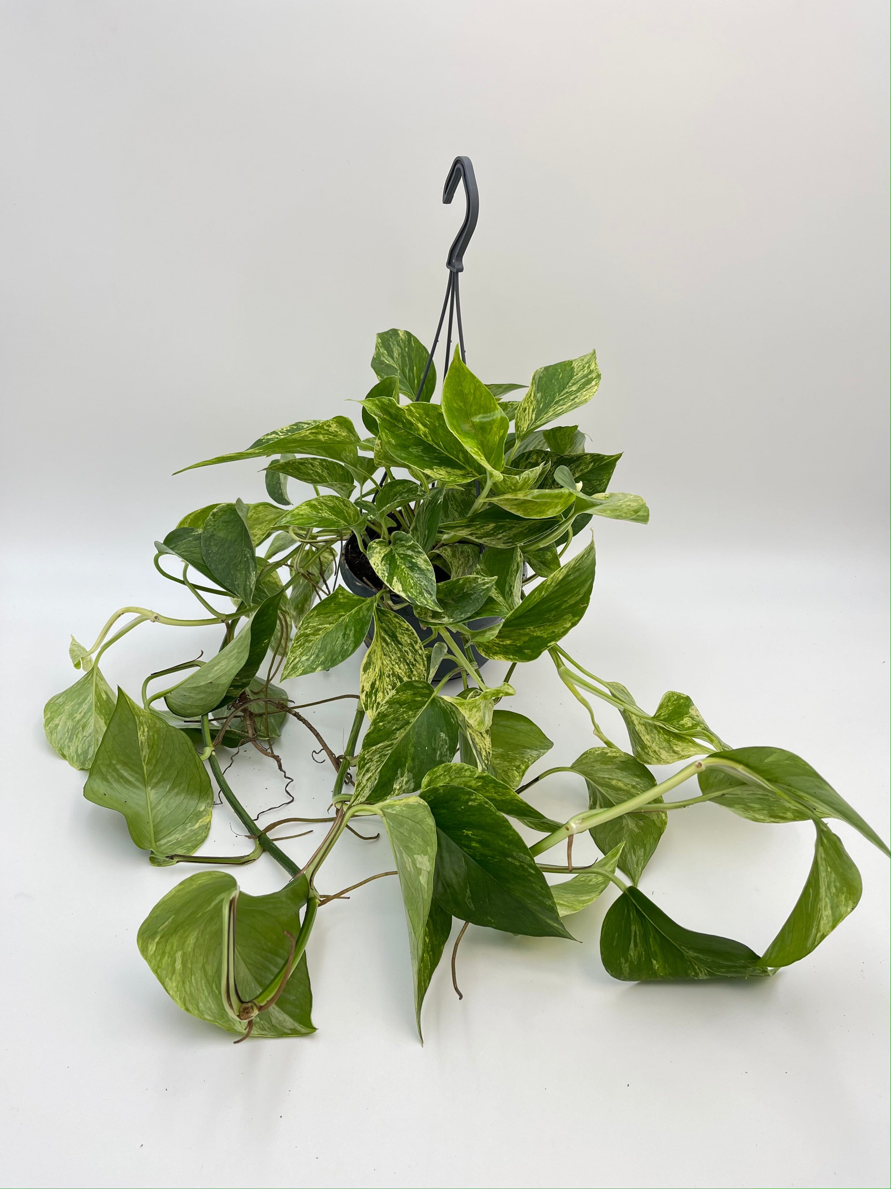 Epipremnum Pinnatum, Marble Queen Money Plant, Pothos