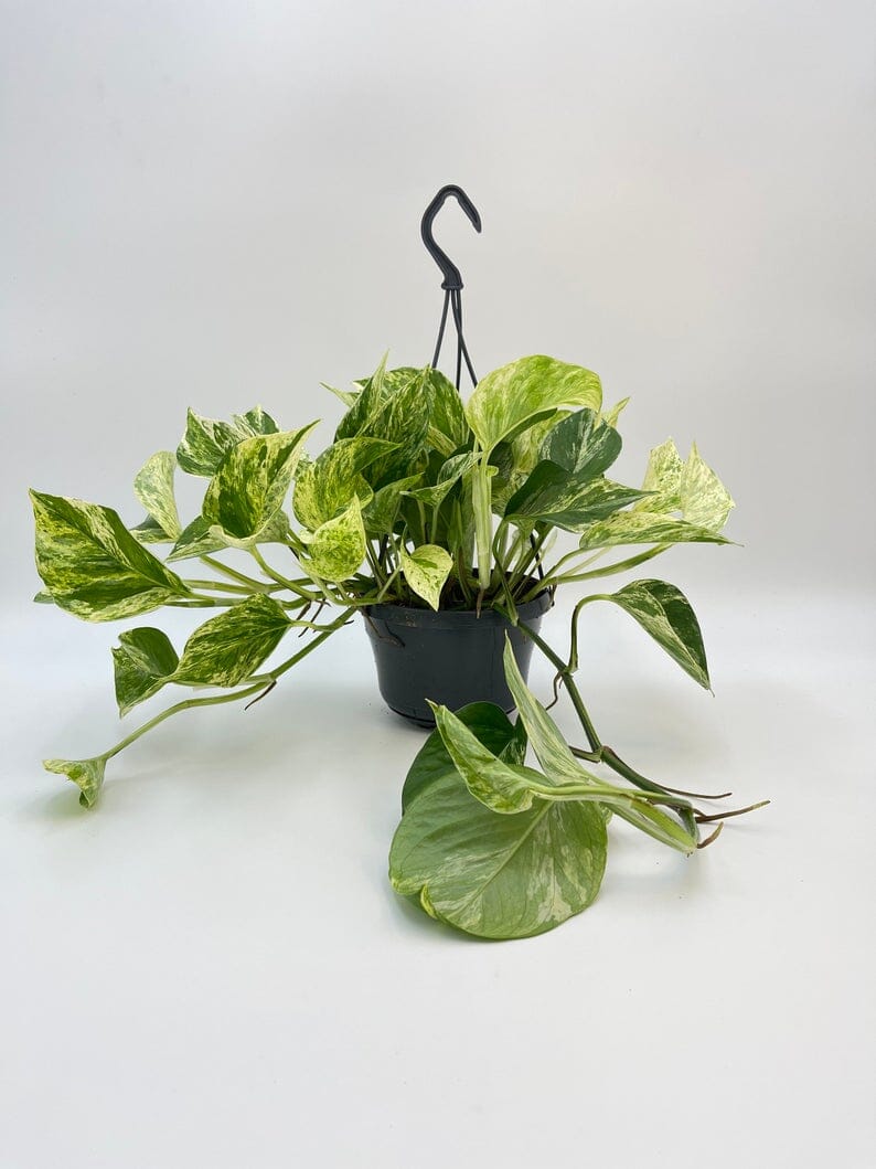 Epipremnum Pinnatum, Marble Queen Money Plant, Pothos