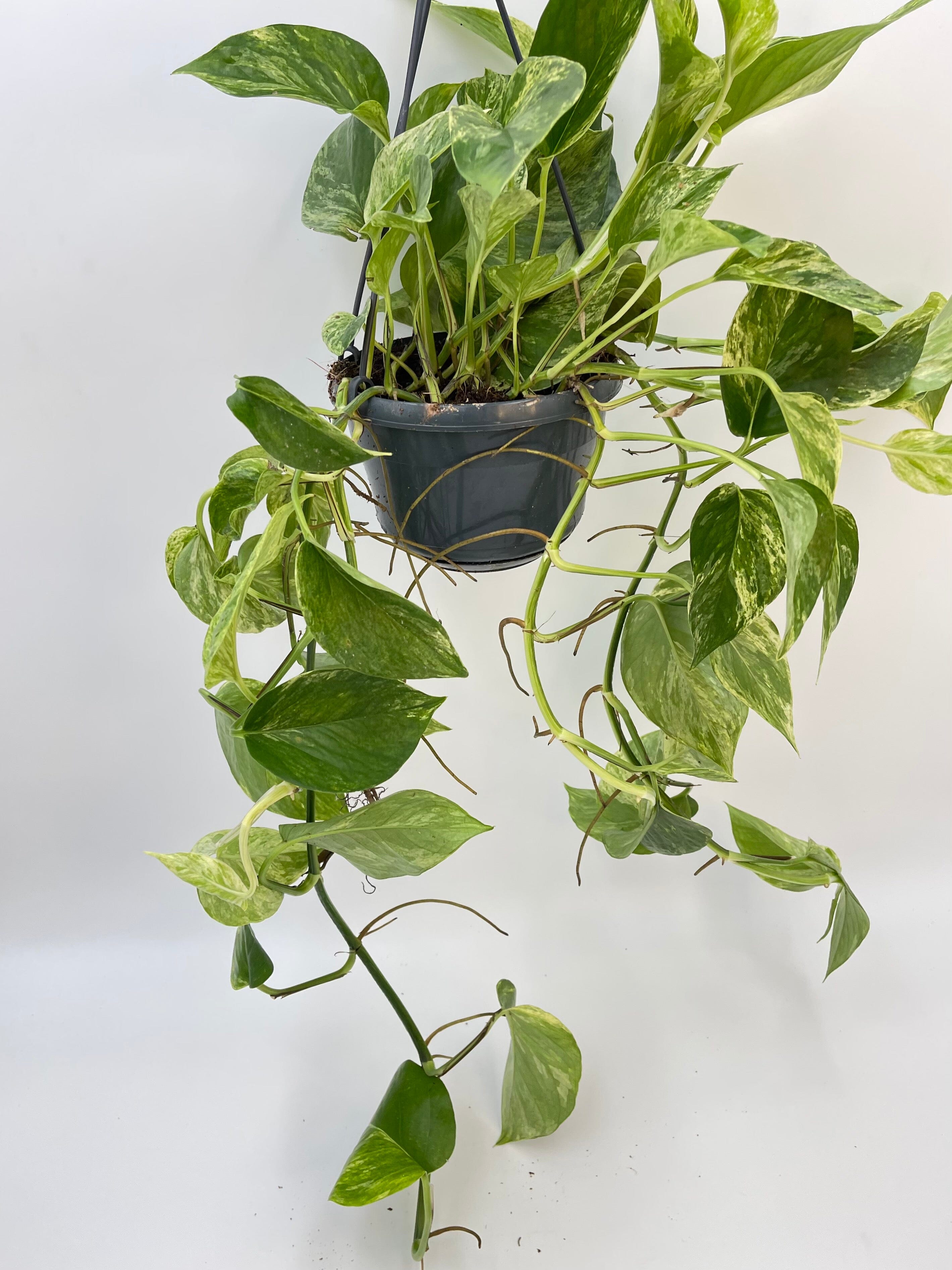 Epipremnum Pinnatum, Marble Queen Money Plant, Pothos