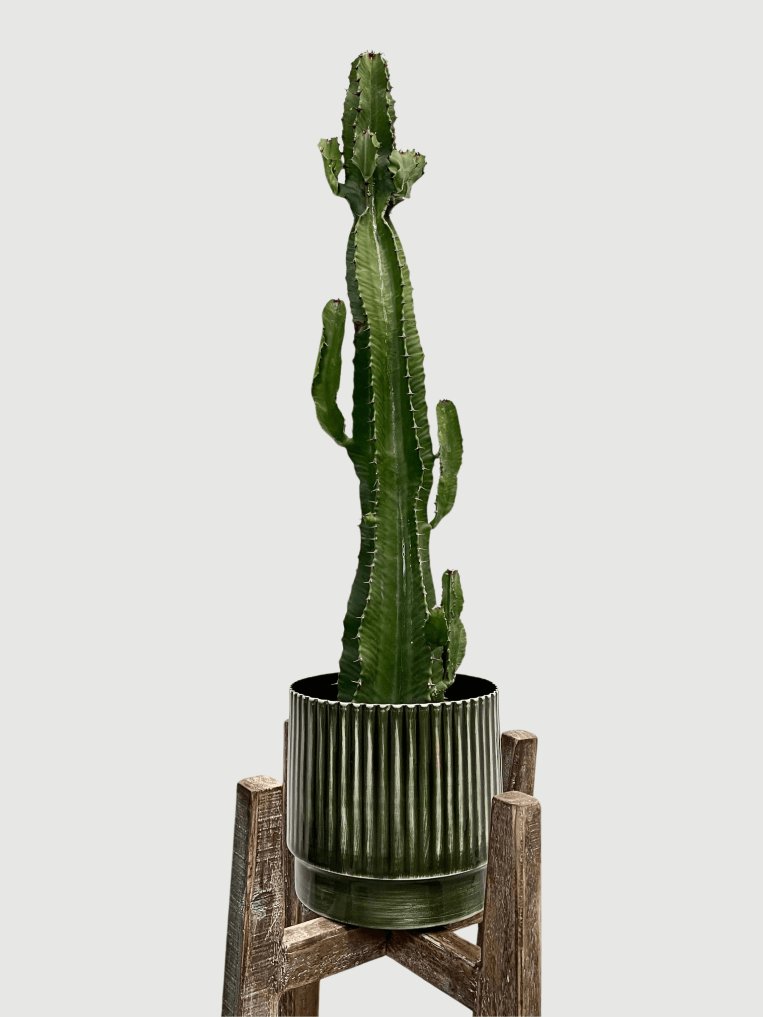Euphorbia Acrurensis — Statement Cactus, 70–75cm