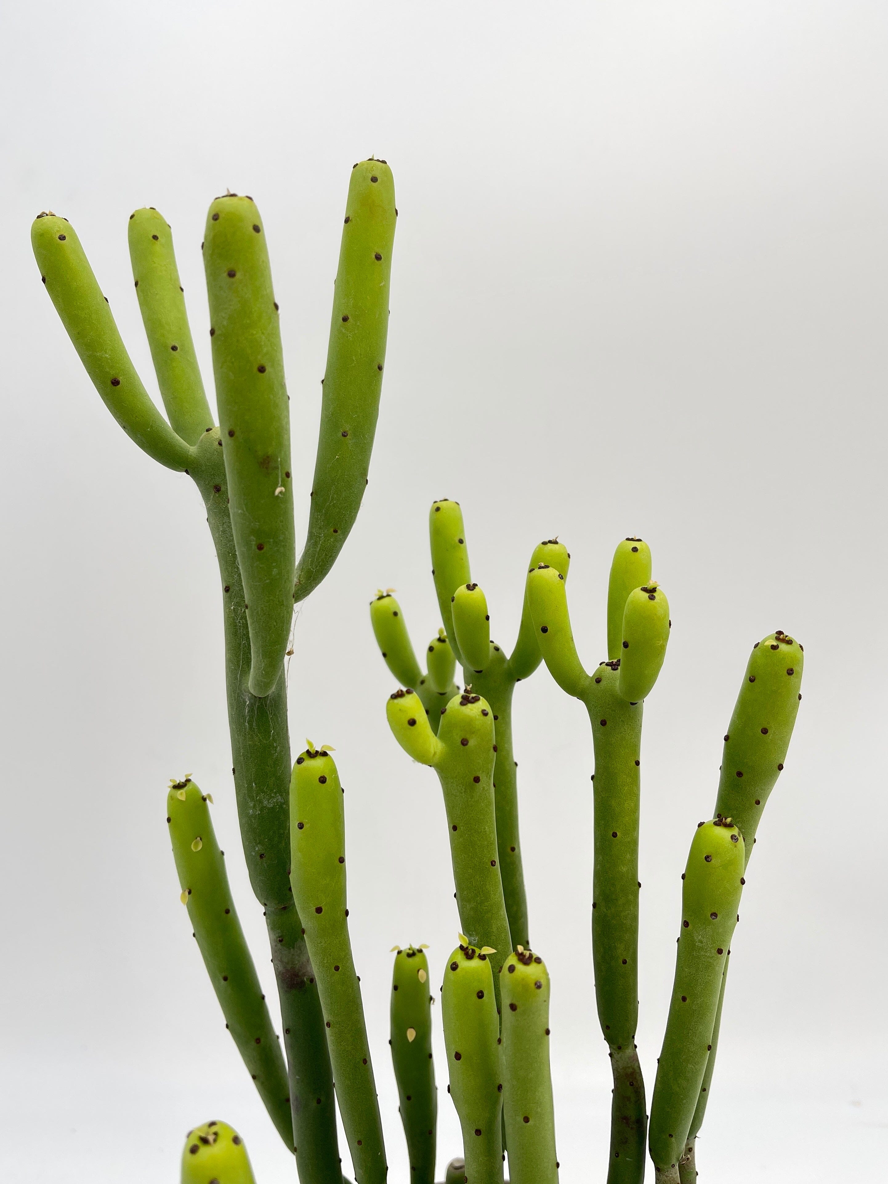 Euphorbia Cedrorum