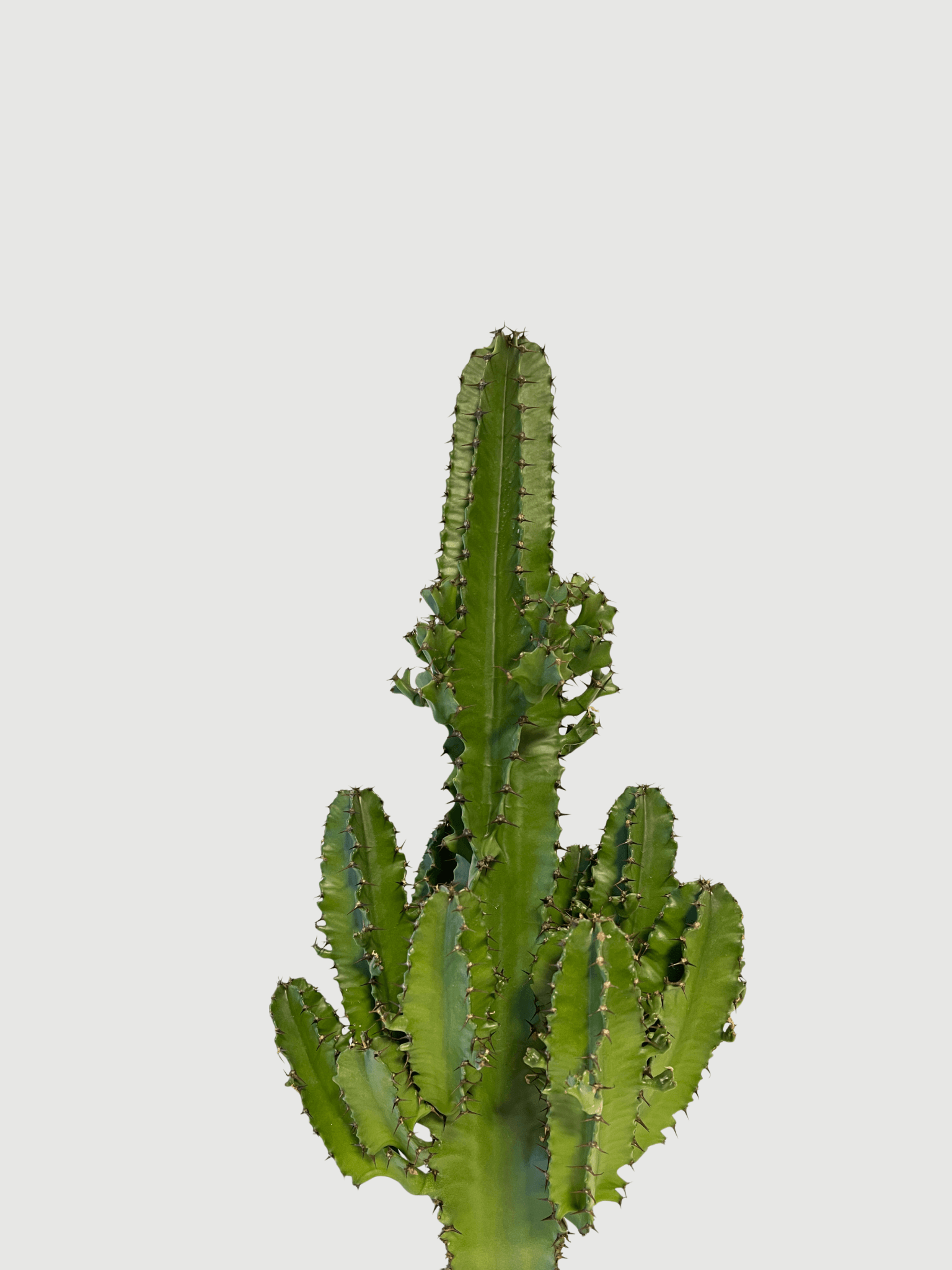 Euphorbia_Erytrea__The_Architectural_Statement_Piece_70-75cm