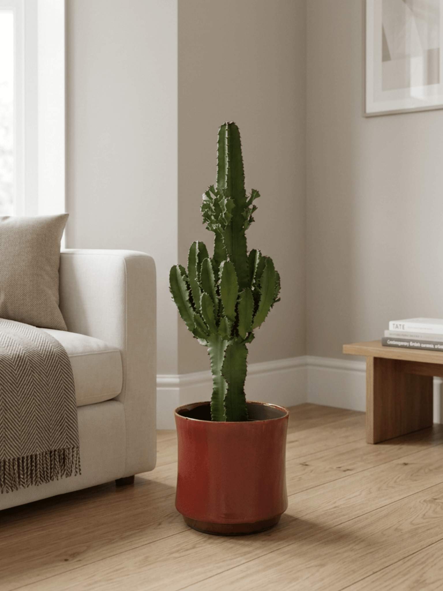 Euphorbia_Erytrea__The_Architectural_Statement_Piece_70-75cm